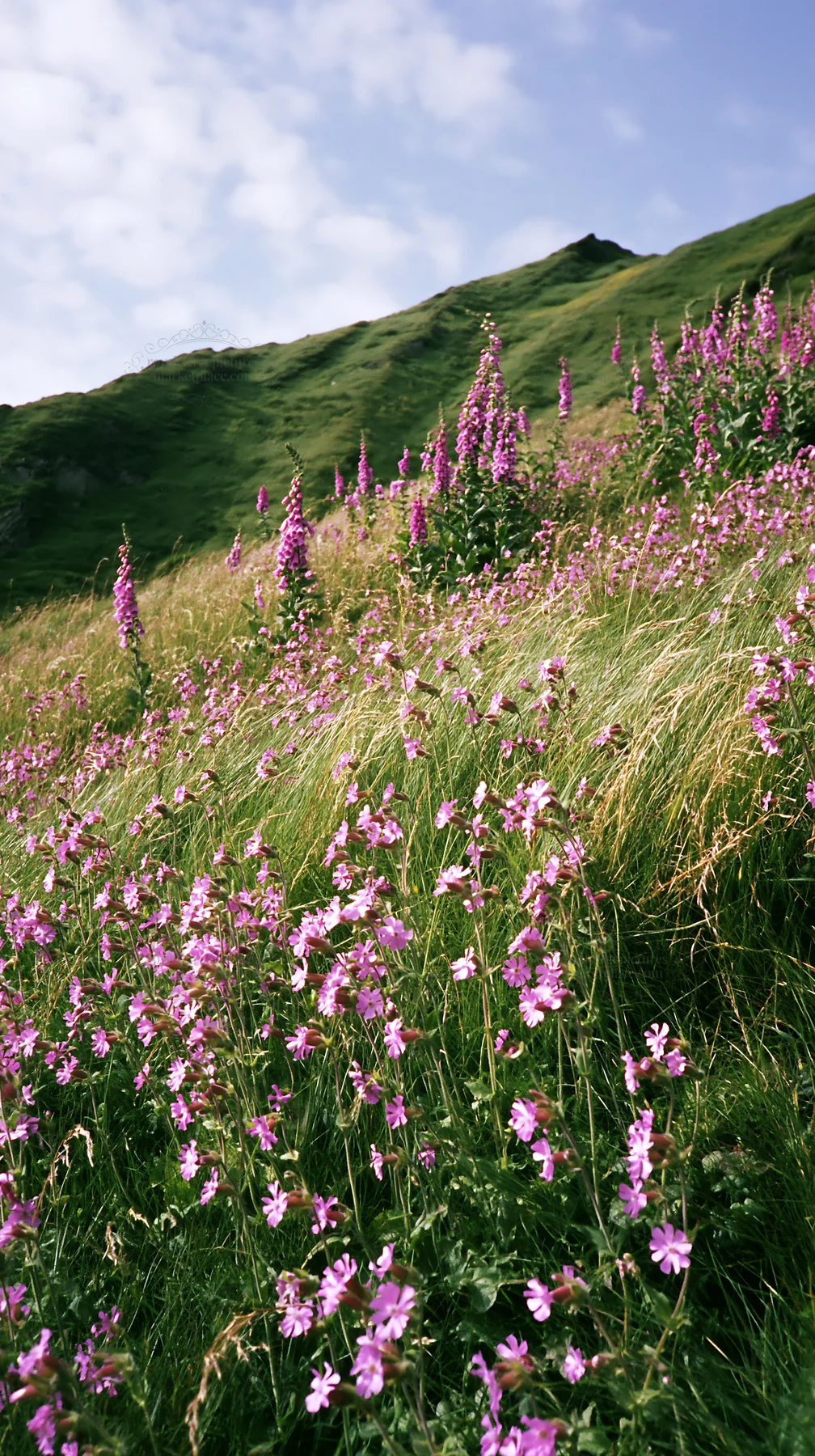 Vibrant meadow filled with campion flowers on a sunny day - AI-generated stock image