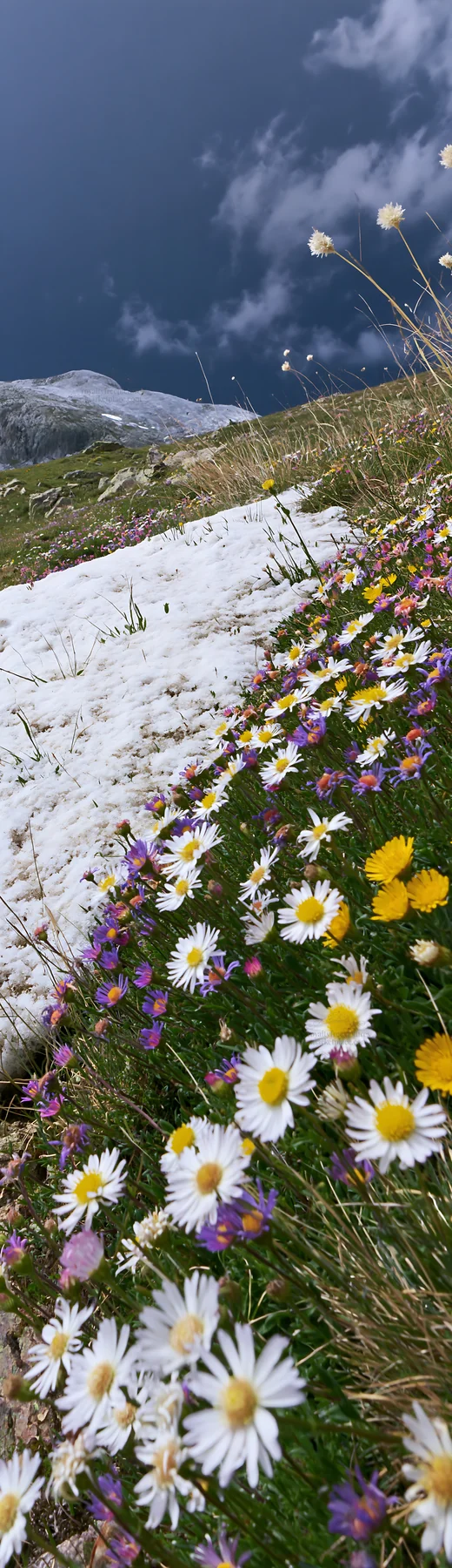 Vibrant flowers in a snowline meadow during cloudy weather - AI-generated stock image