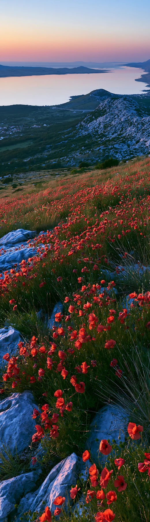 Croatian meadow above Adriatic coast under evening sky - AI-generated stock image