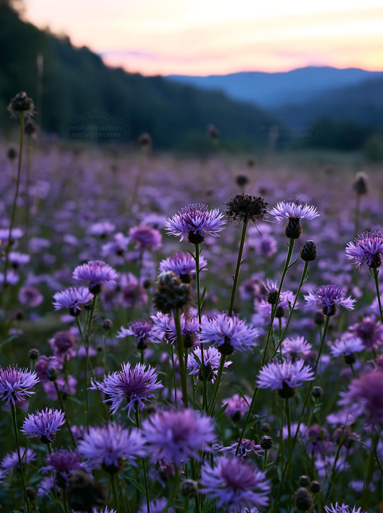 Violet knapweed meadow at sunset - AI-generated stock image