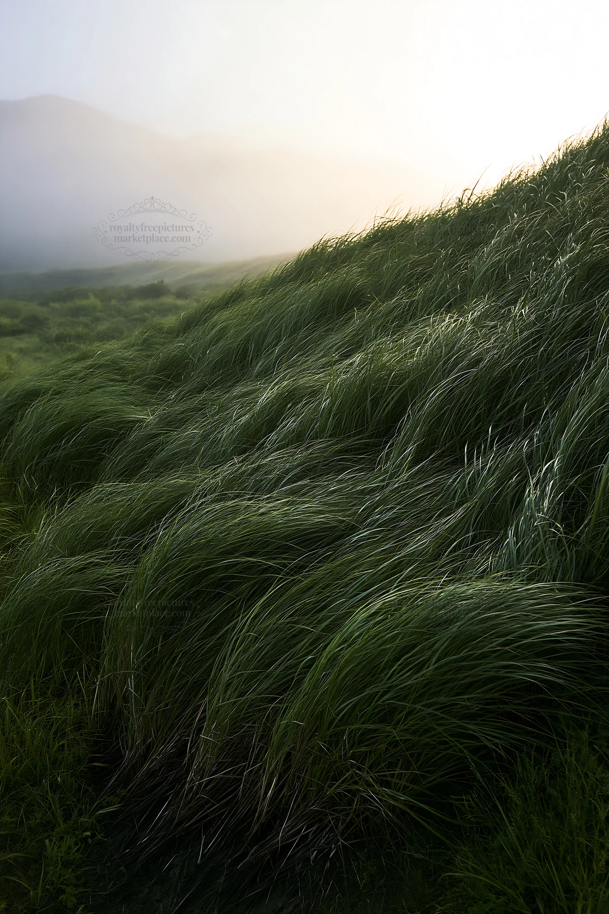 Tottori windy meadow with dune grasses swaying in the breeze - AI-generated stock image