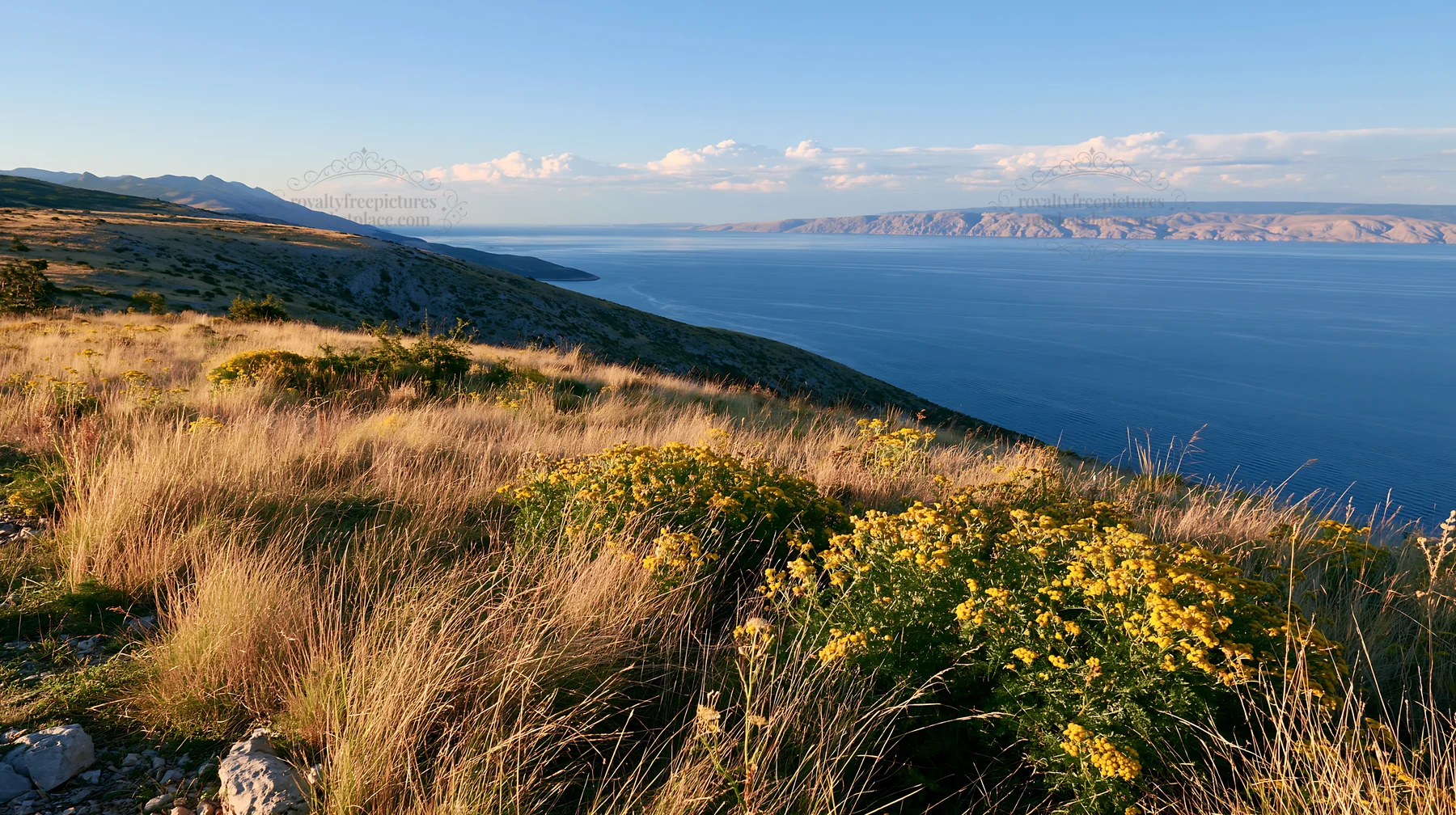 Croatian meadow above Adriatic coast with flowers - AI-generated stock image