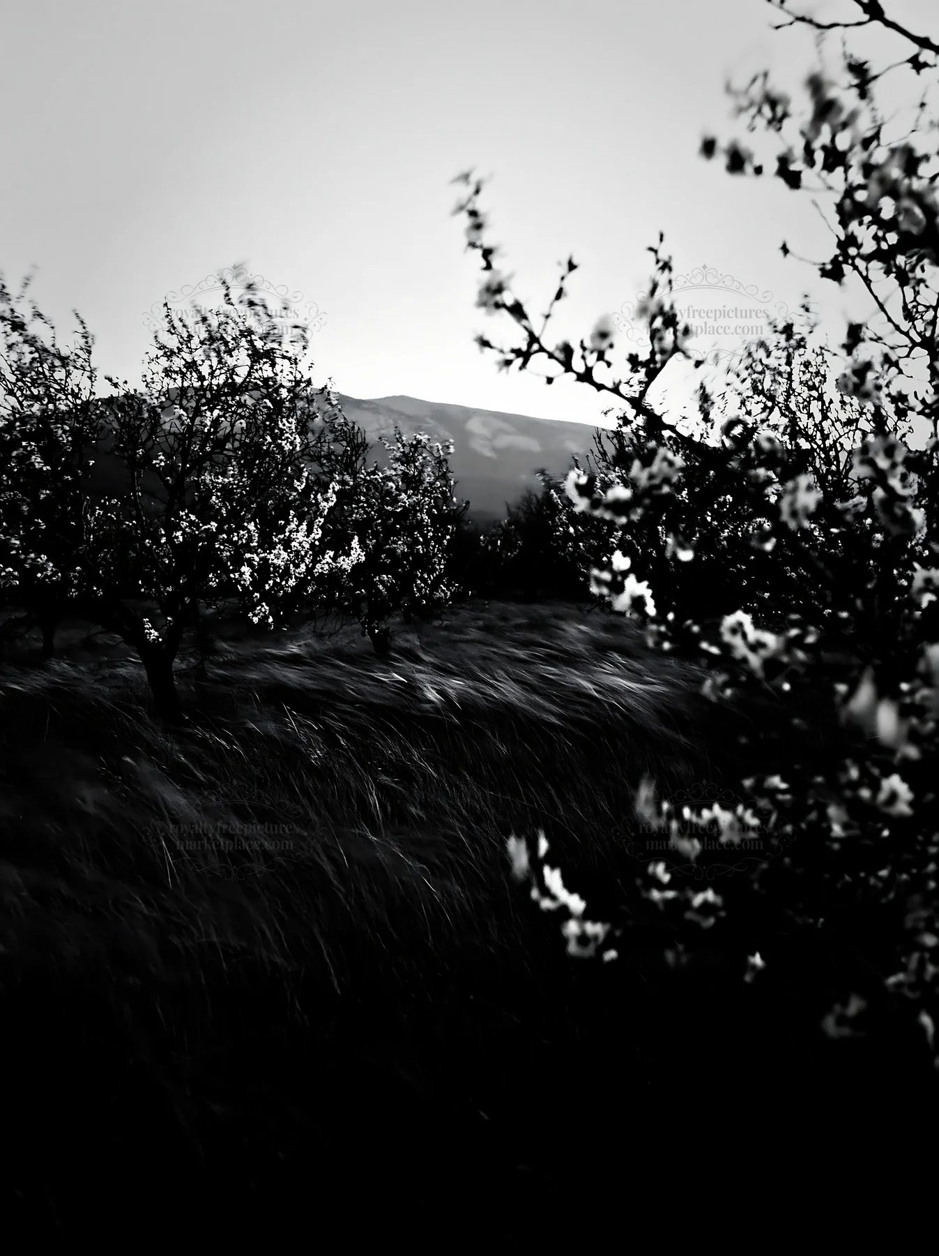 Moody orchard meadow with blooming trees and hills in background - AI-generated stock image