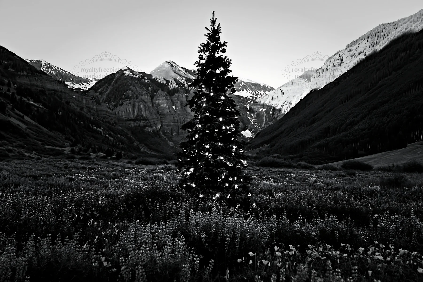 Christmas tree in mountain valley meadow with snow-capped peaks - AI-generated stock image