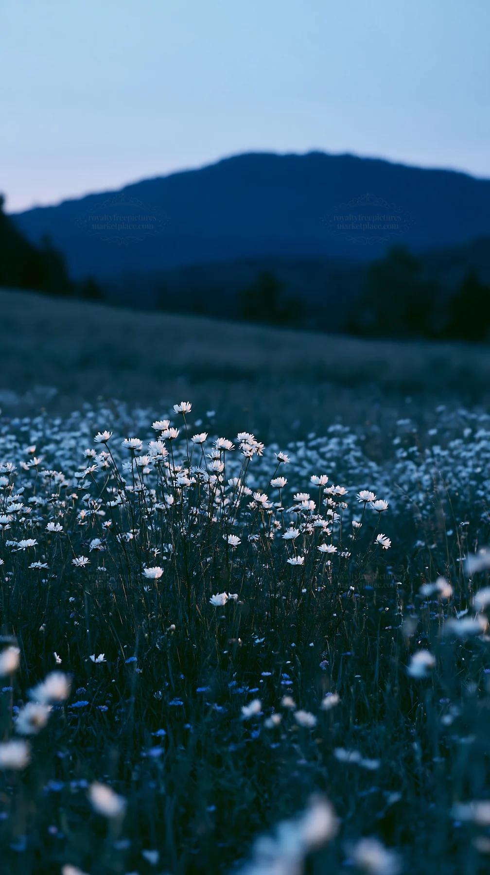 German foothill meadow with white flowers at dusk - AI-generated stock image