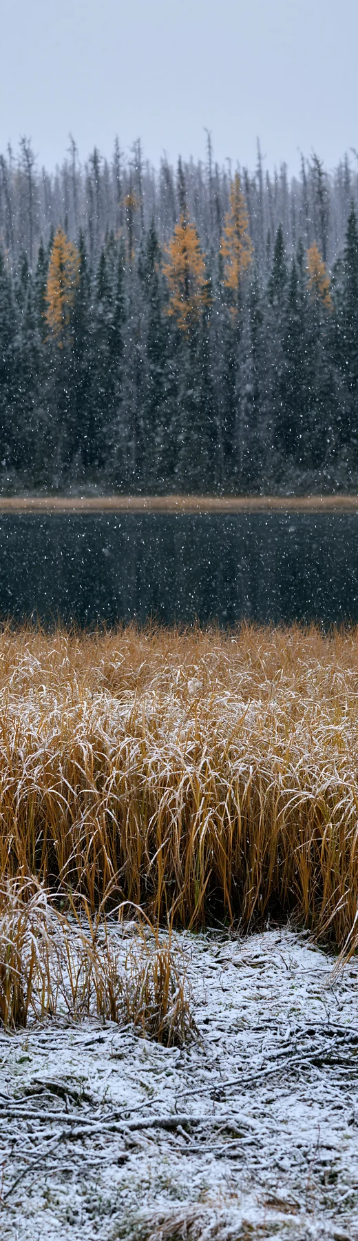 Lakeside meadow after first snowfall in winter landscape - AI-generated stock image