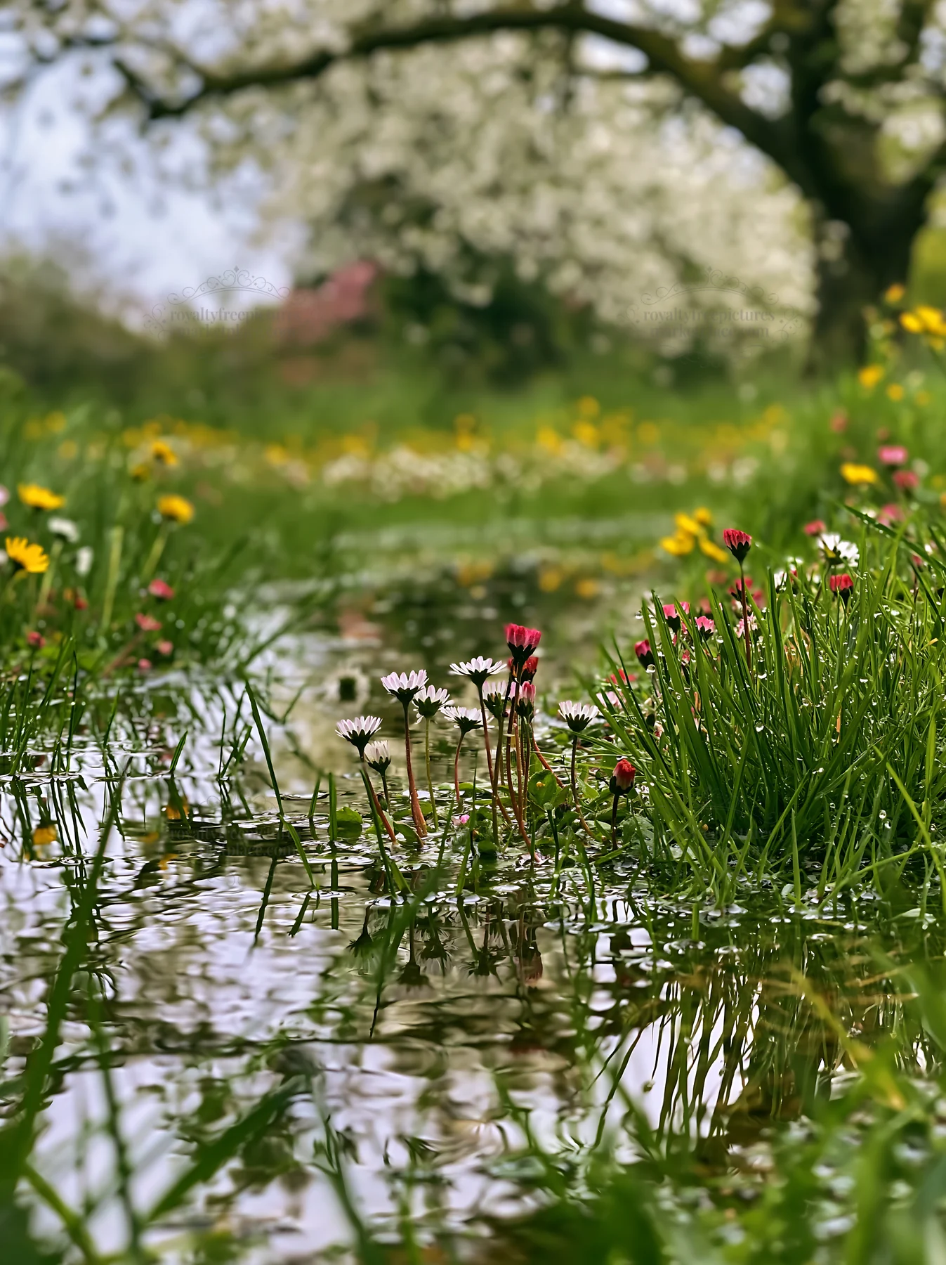 Spring orchard meadow with wildflowers and water reflections - AI-generated stock image