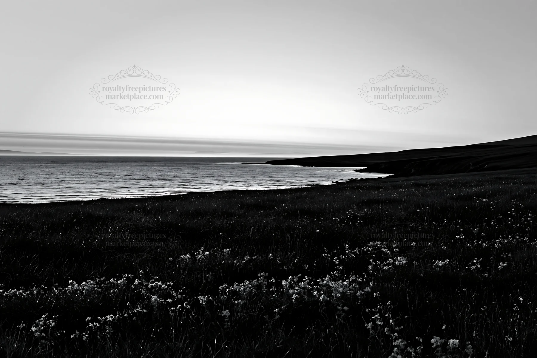 Meadow along the coast with a view of the calm sea - AI-generated stock image