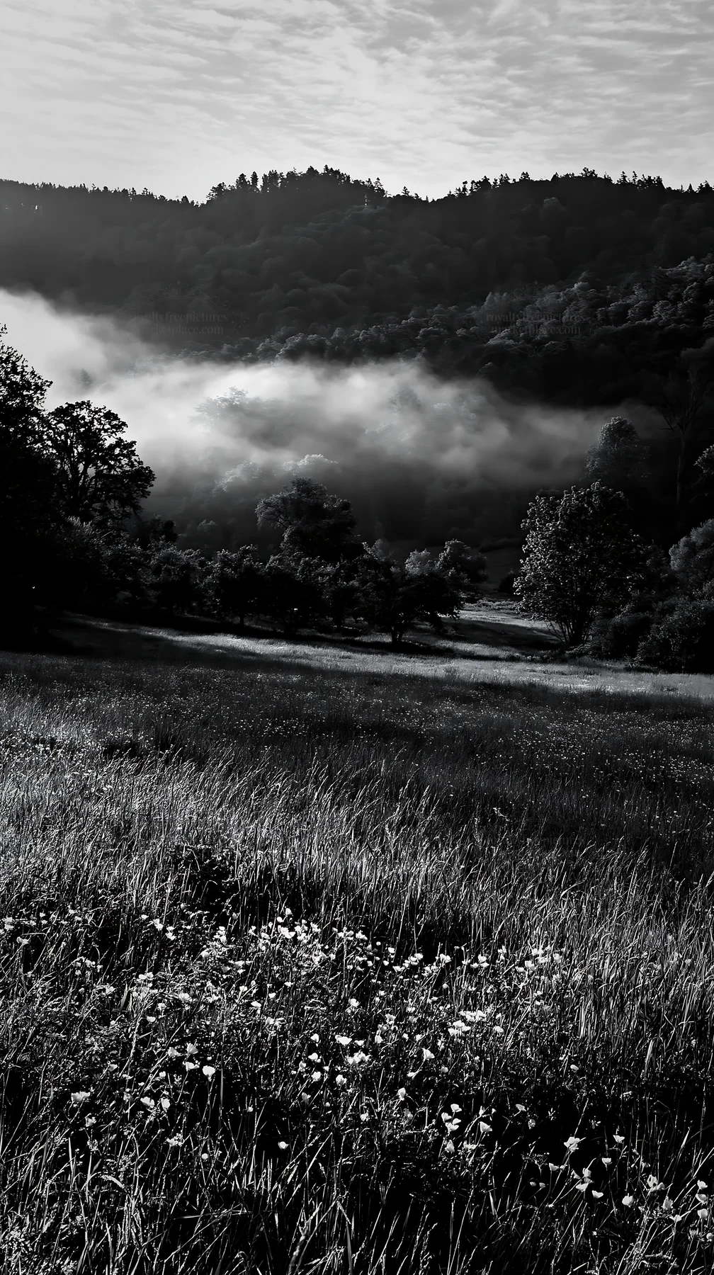 Apple meadow in valley with fog and trees - AI-generated stock image
