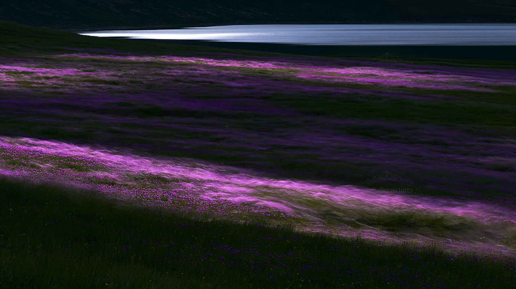 Swiss meadow with flowers beside alpine lake at dusk - AI-generated stock image