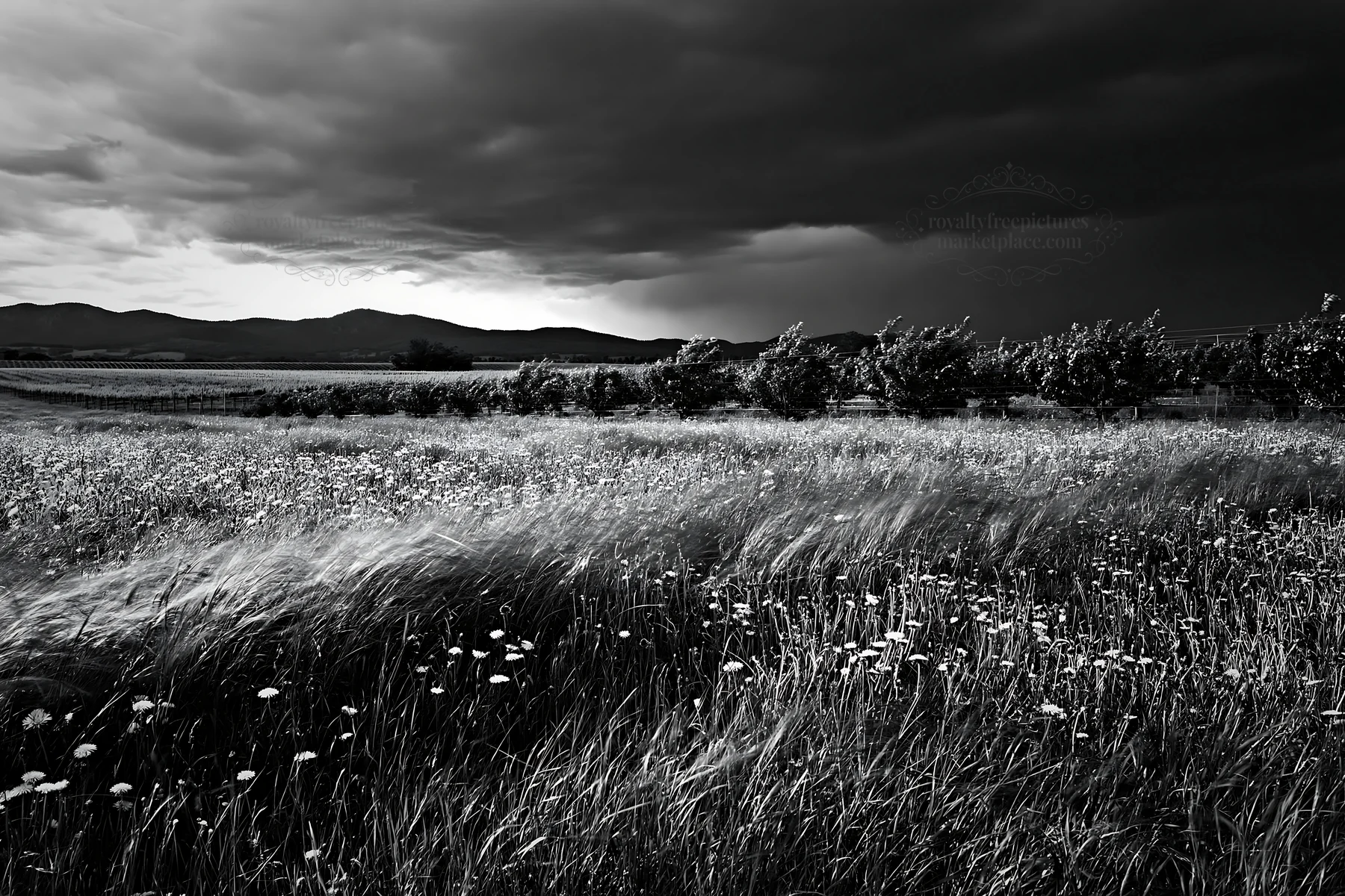 Black and white dandelion orchard meadow under cloudy sky - AI-generated stock image