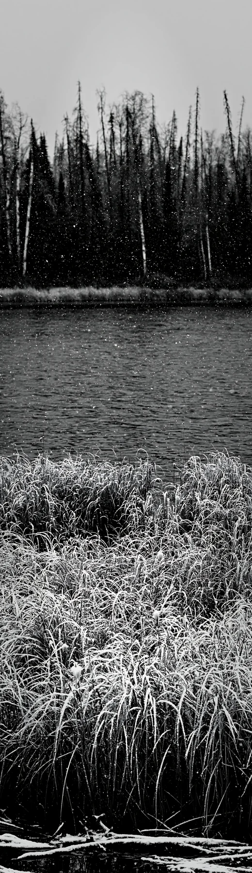Black and white lakeside meadow after first snowfall with snow-covered grass - AI-generated stock image