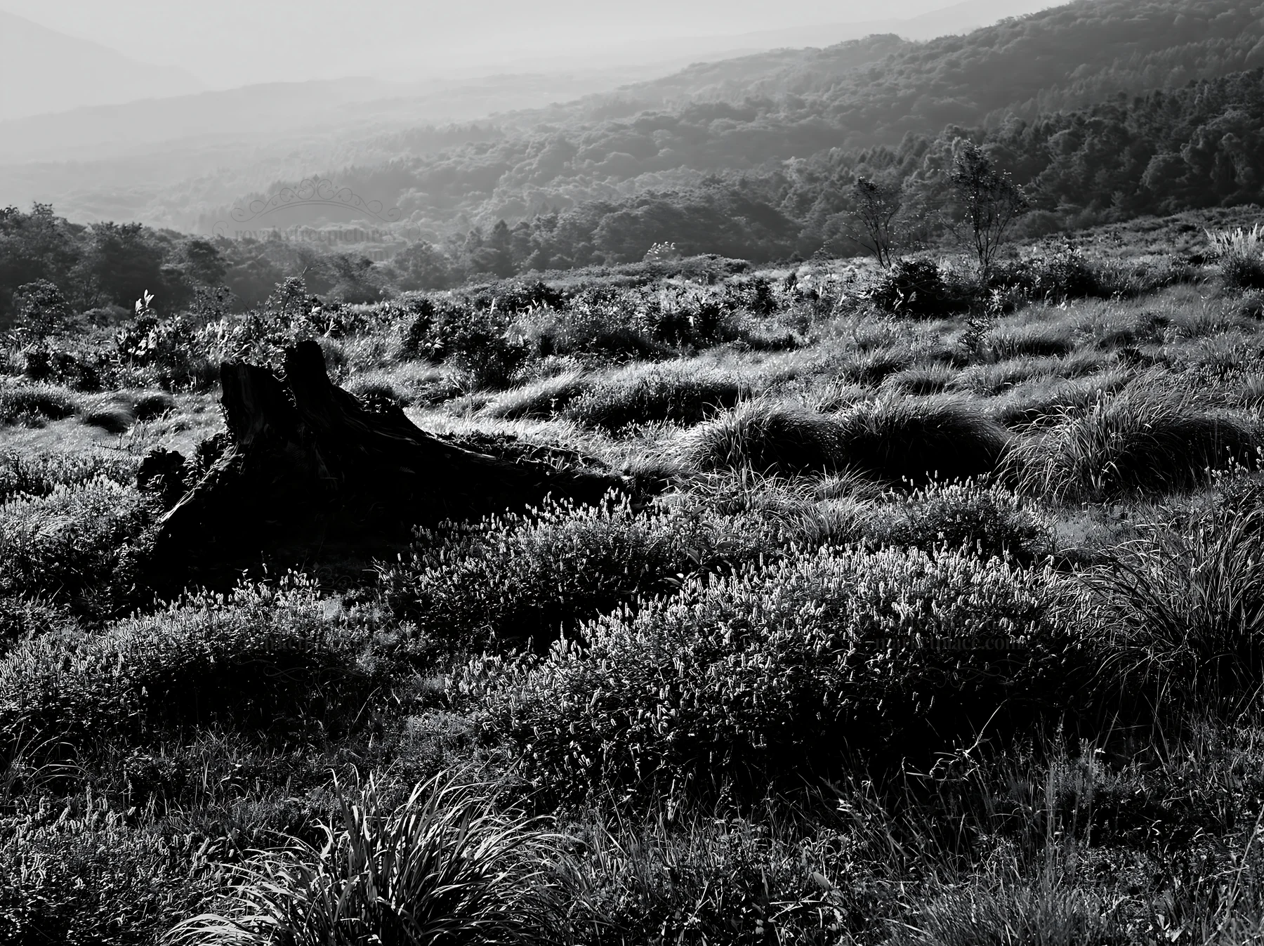 Fukushima native meadow with weathered stump on a hillside - AI-generated stock image