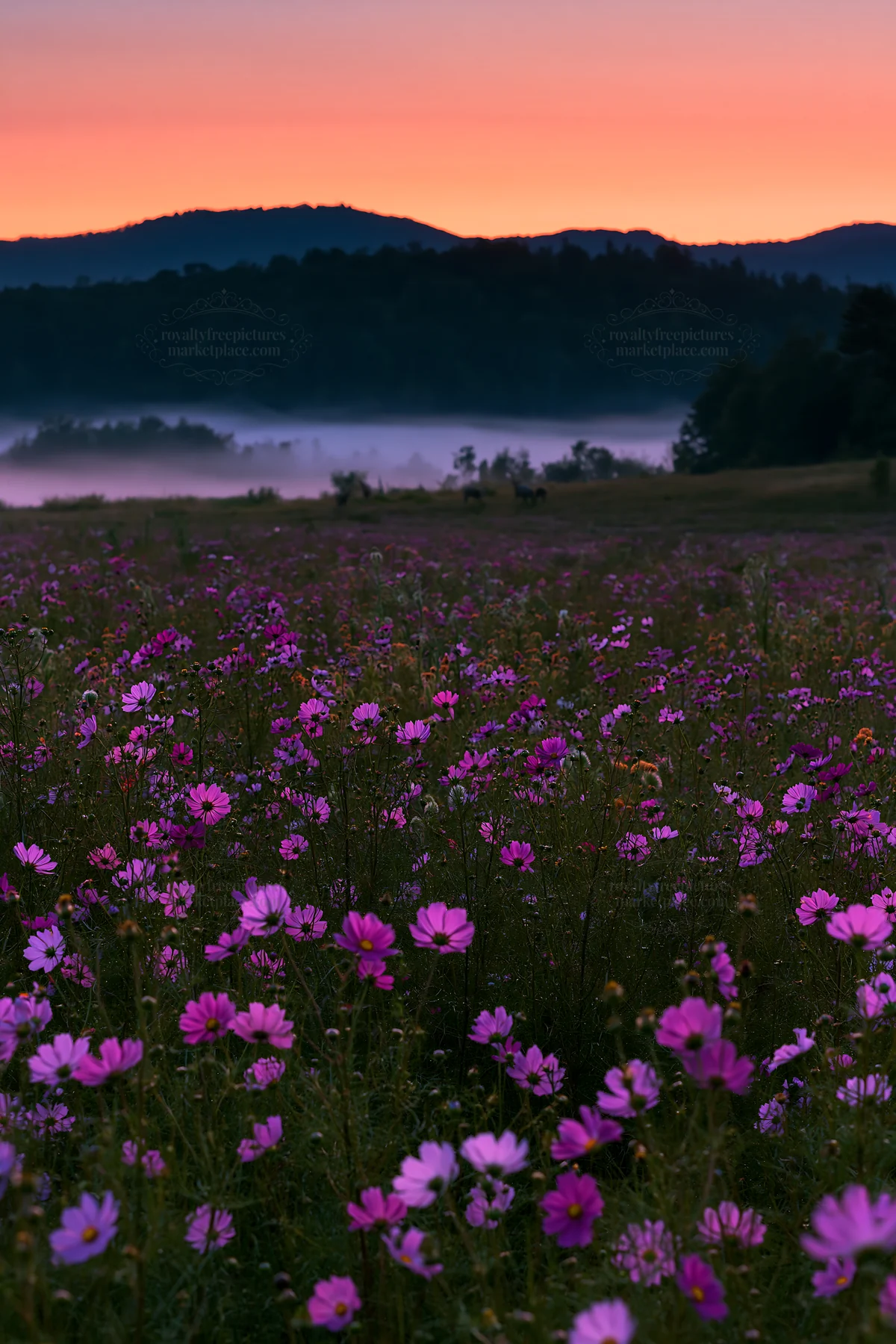 Colorful cosmos meadow under sunrise skies - AI-generated stock image