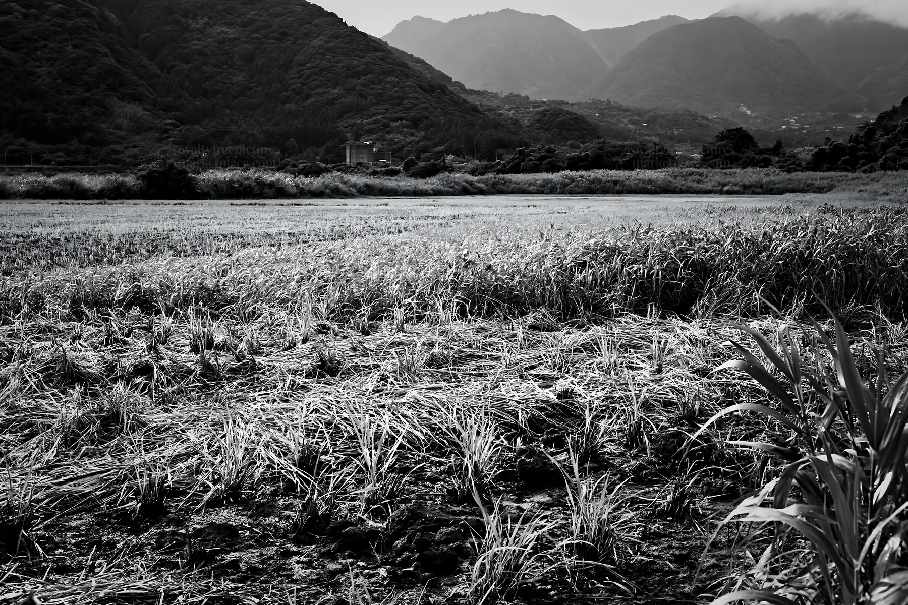 Saga floodplain meadow with reed foreground and distant hills - AI-generated stock image