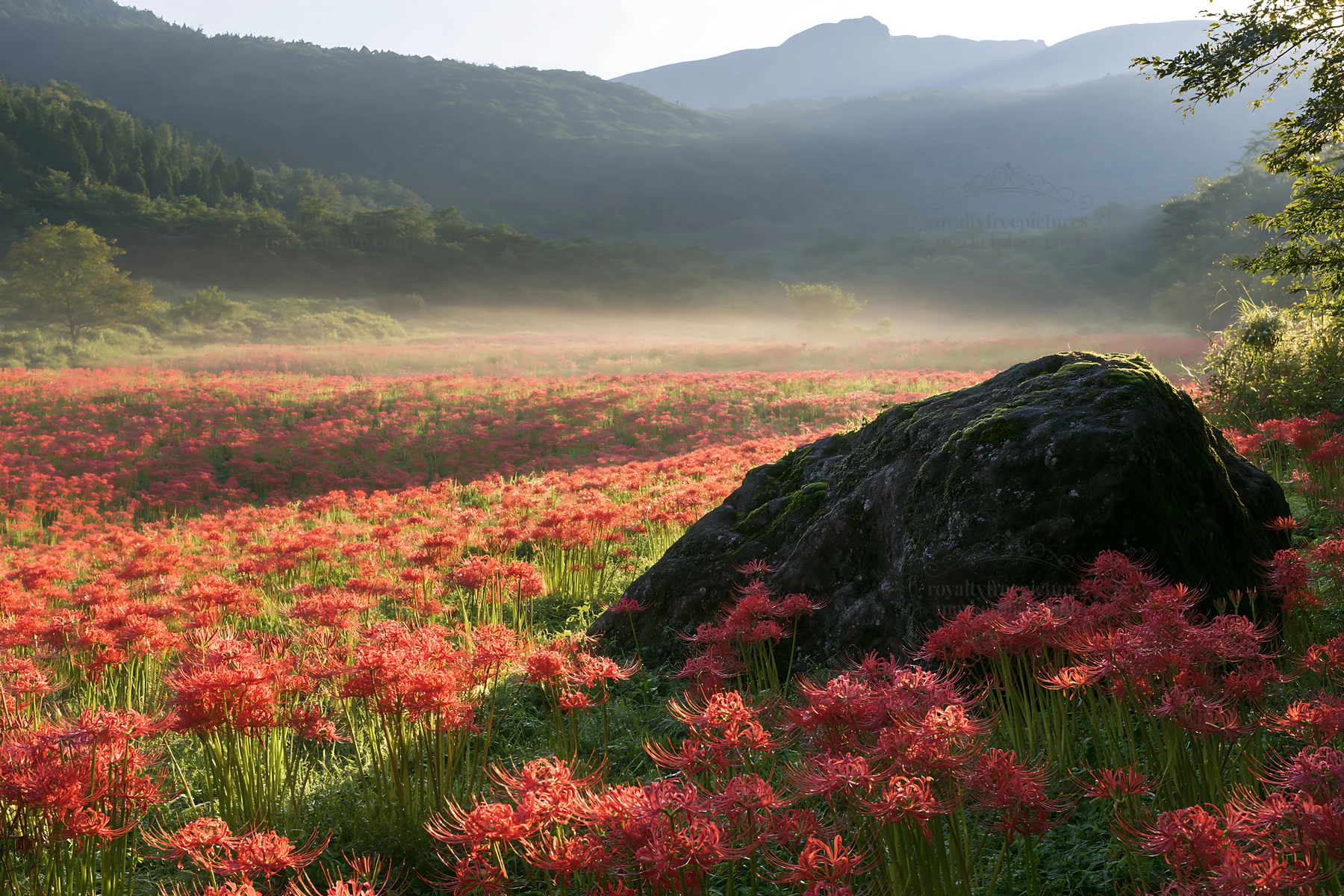 Shimane misty meadow moss covered stone in flower filled field - AI-generated stock image