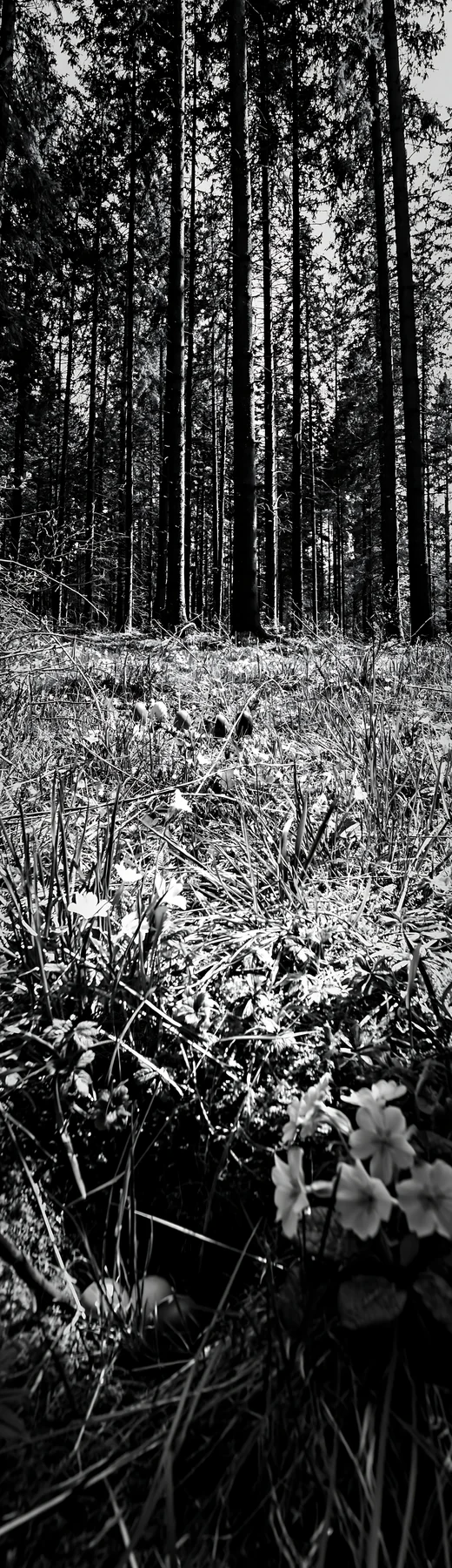 Spruce forest meadow with flowers in black and white - AI-generated stock image