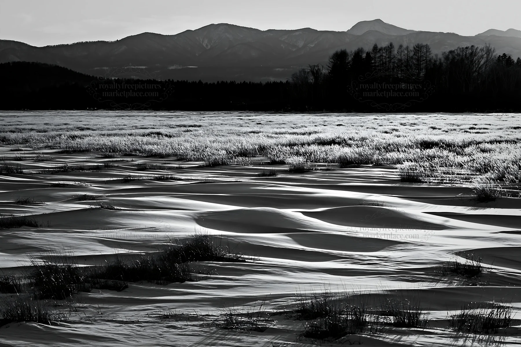 Black and white akita snowmelt meadow with silver grasses at sunset - AI-generated stock image