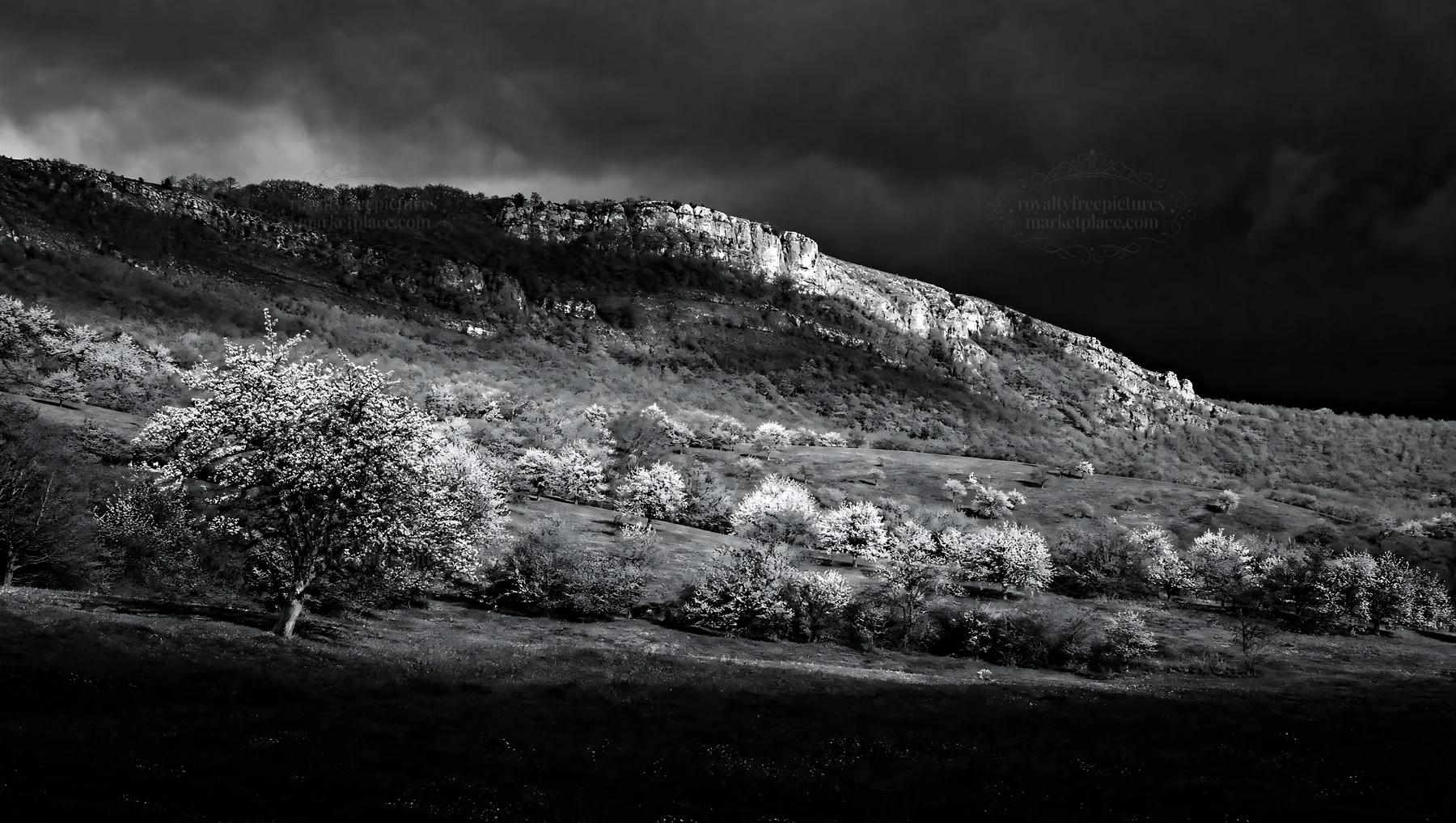 Black and white hillside apple meadow under cloudy sky with rocky cliffs - AI-generated stock image