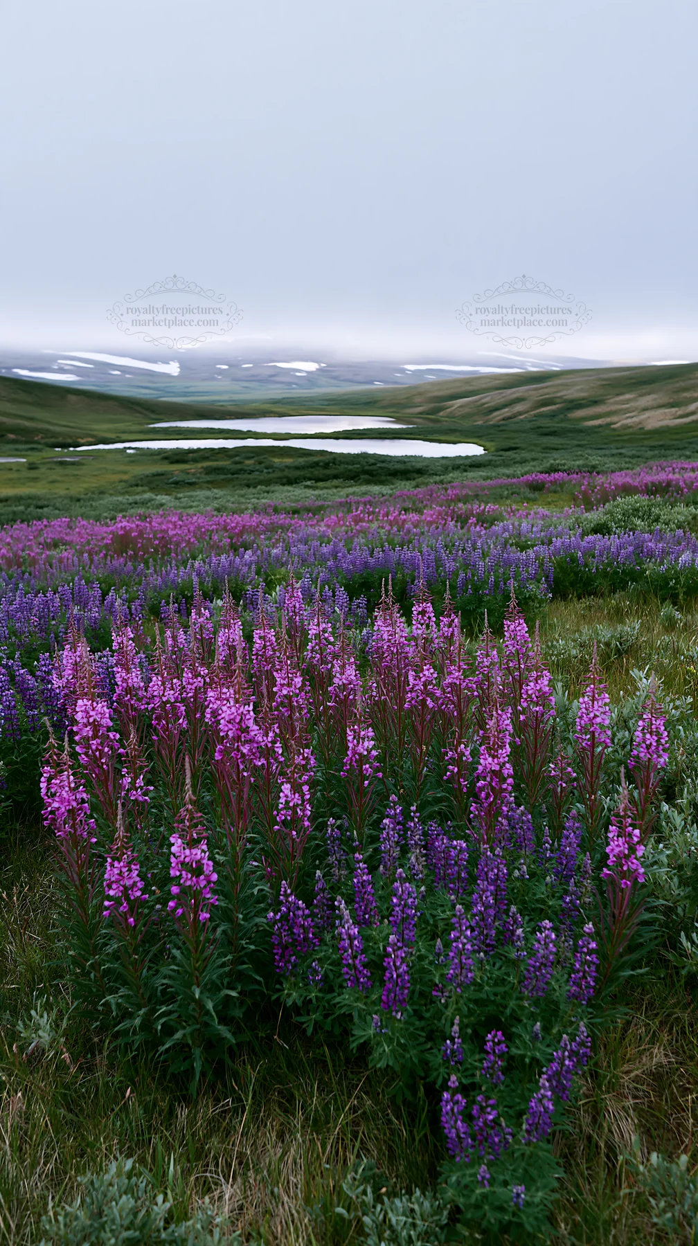 Fireweed lupine meadow with lake in the background - AI-generated stock image