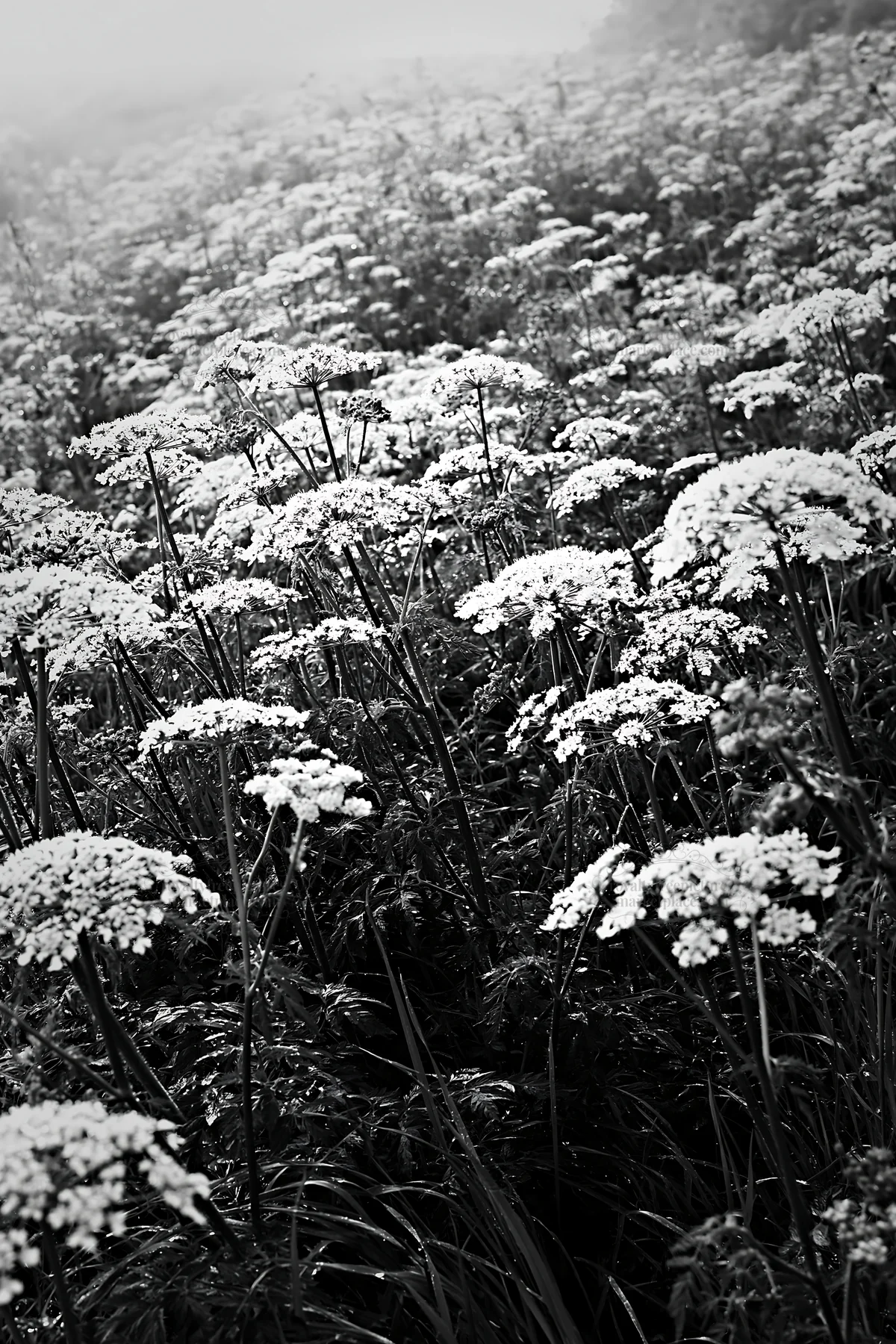 Black and white cow parsley meadow with white flowers in a green field - AI-generated stock image