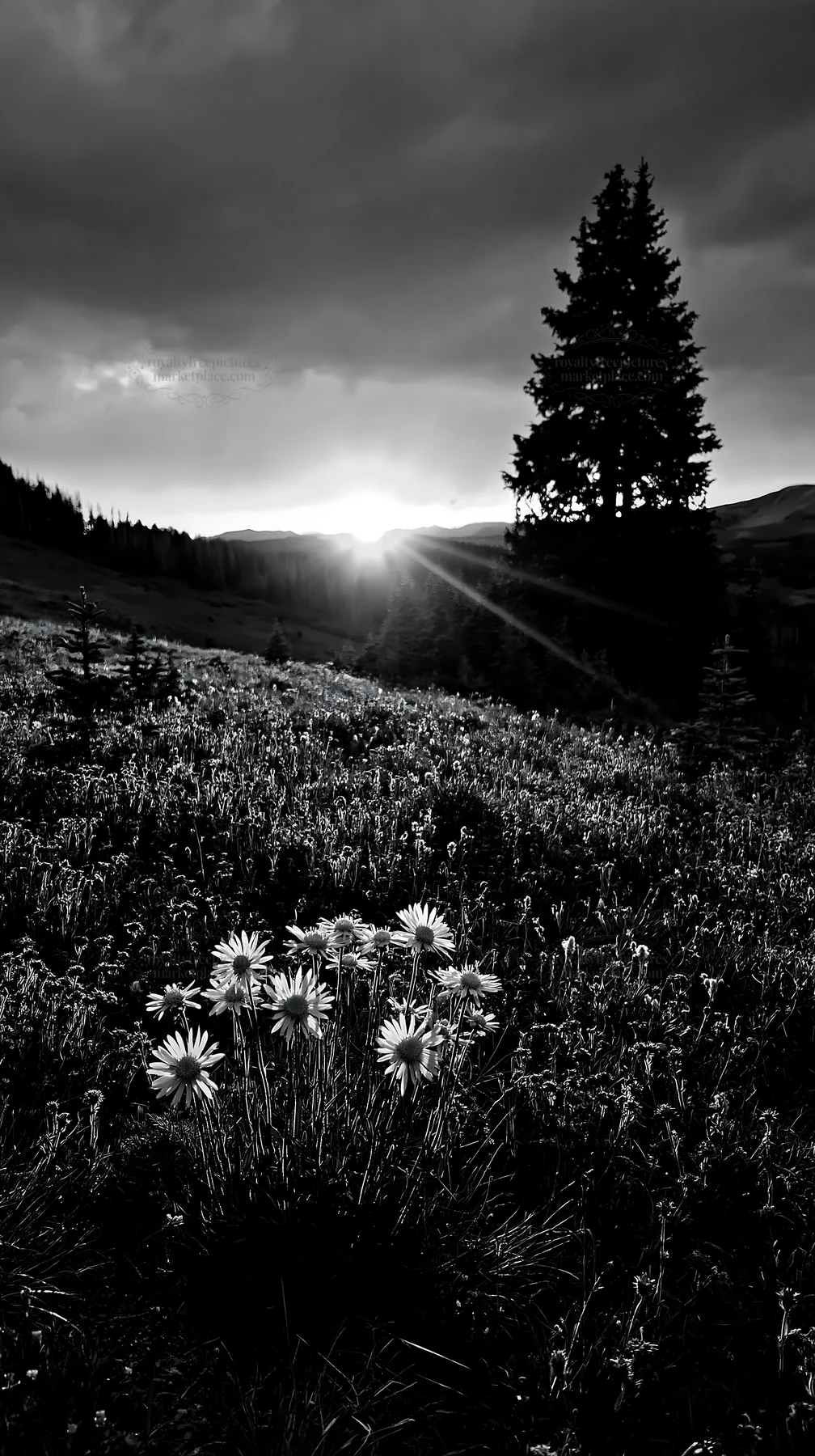 Christmas tree in meadow under glowing sky - AI-generated stock image