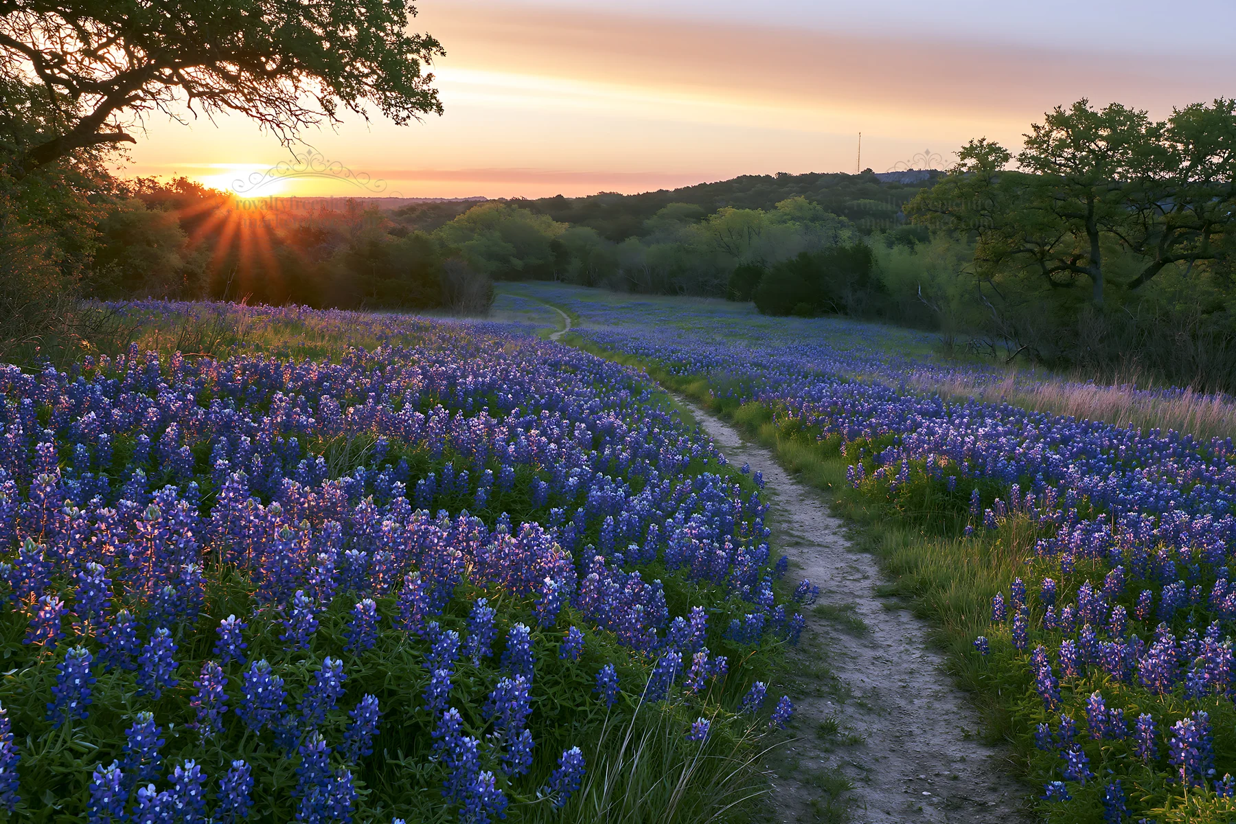 Bluebonnet meadow at sunrise with path and trees - AI-generated stock image