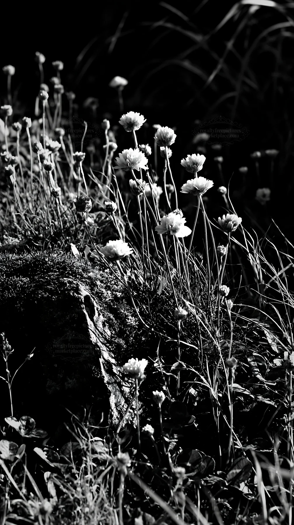 Black and white miyagi spring recovery meadow mossy stone with pink flowers - AI-generated stock image