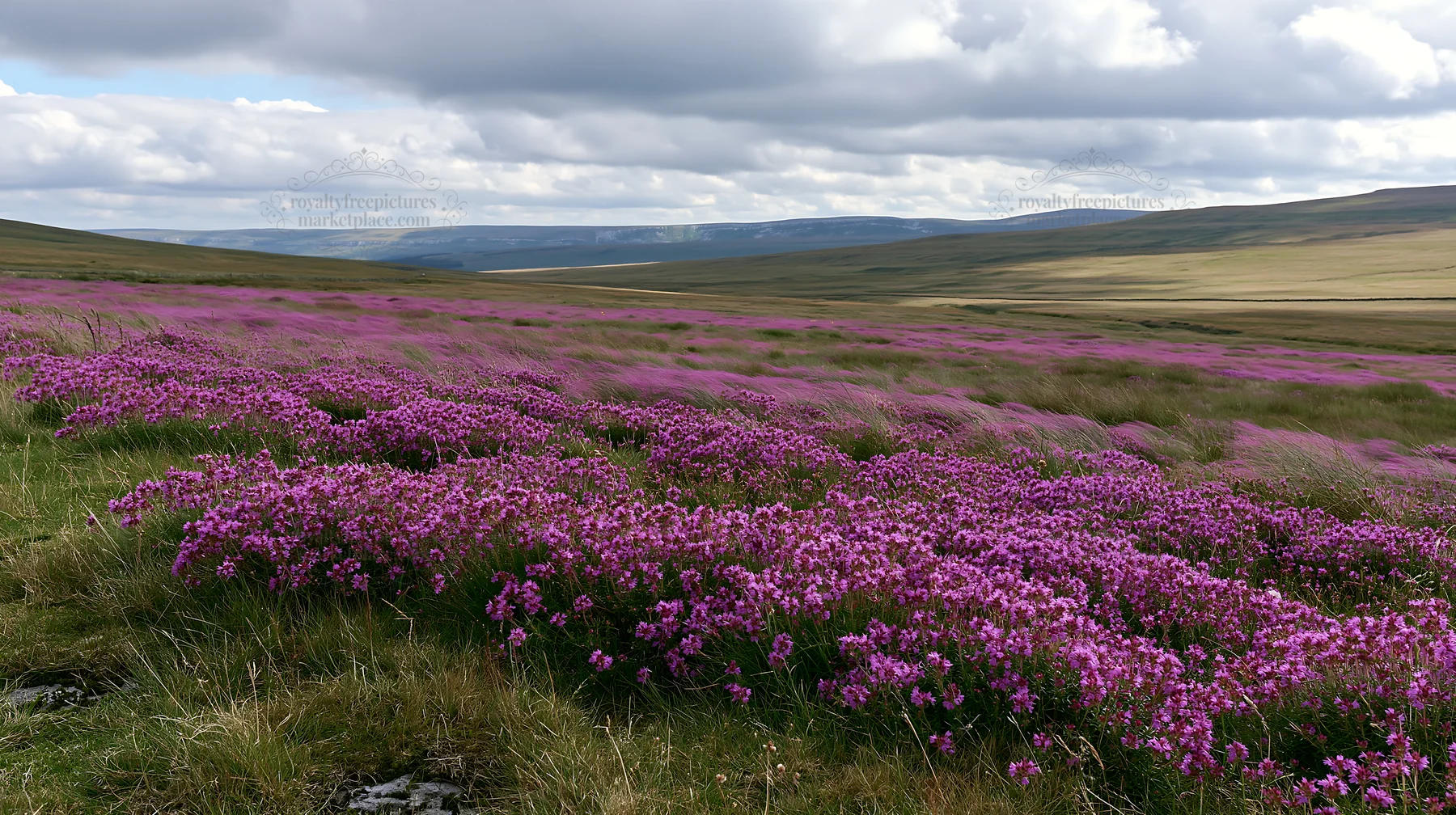 Cloudy wild thyme meadow with blooming flowers - AI-generated stock image