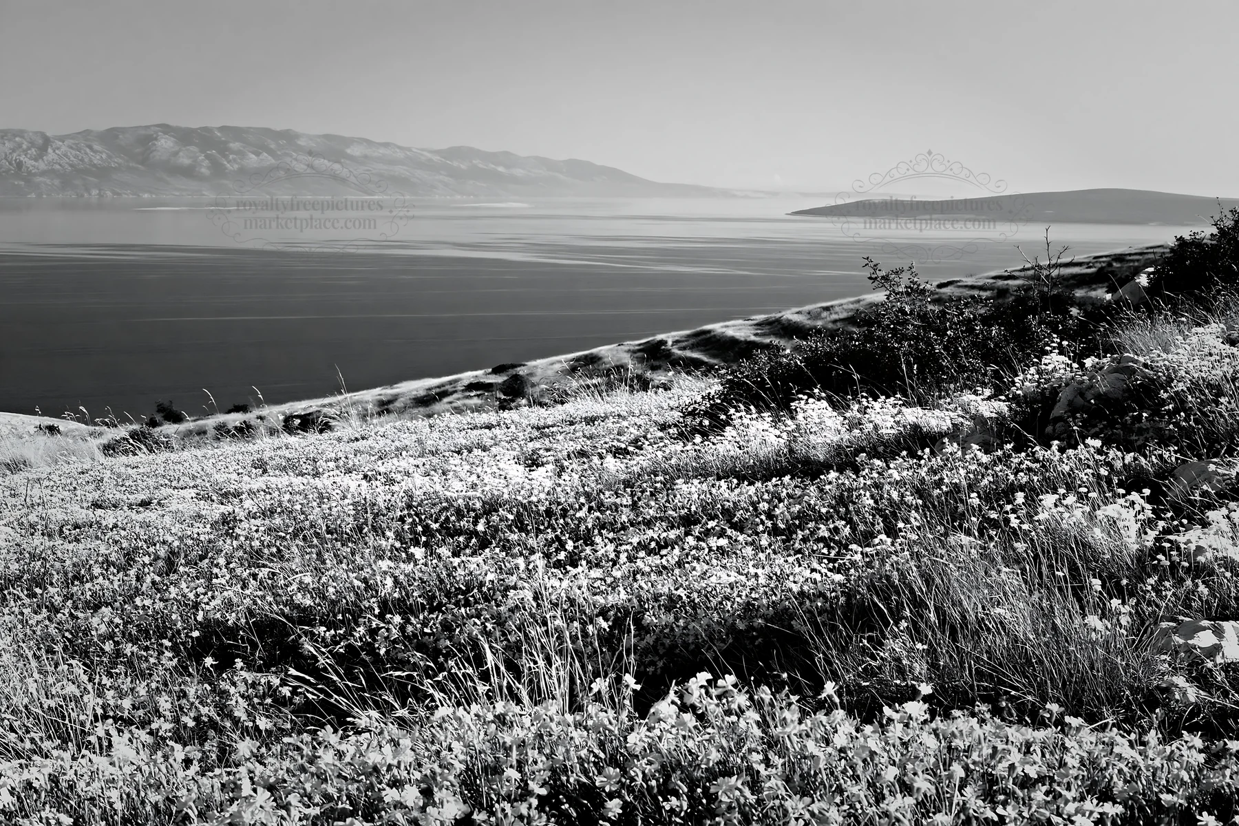 Croatian meadow overlooking the Adriatic coast - AI-generated stock image
