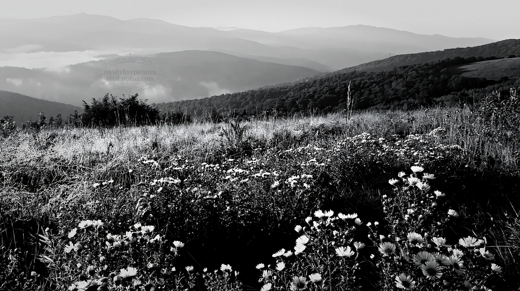 Colorful aster meadow with mountains in the background - AI-generated stock image