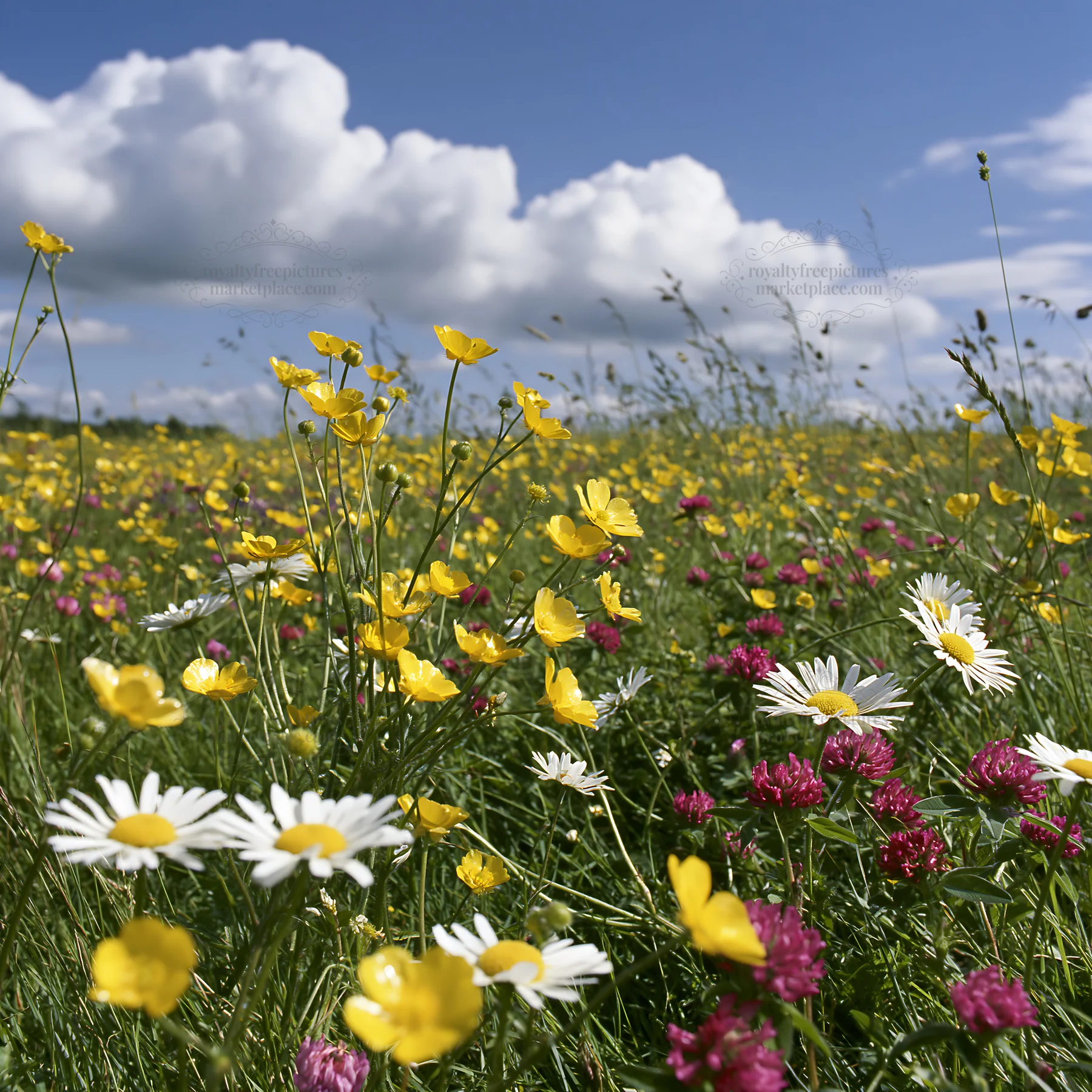 Colorful buttercup meadow under a blue sky with clouds - AI-generated stock image