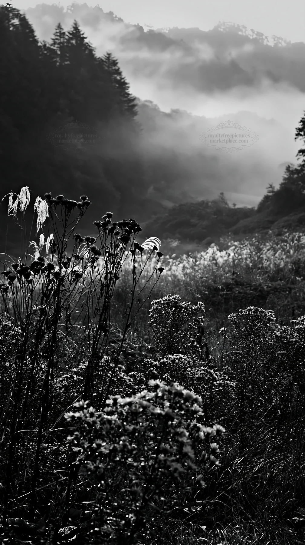 Black and white iwate rain refreshed meadow seedhead foreground - AI-generated stock image
