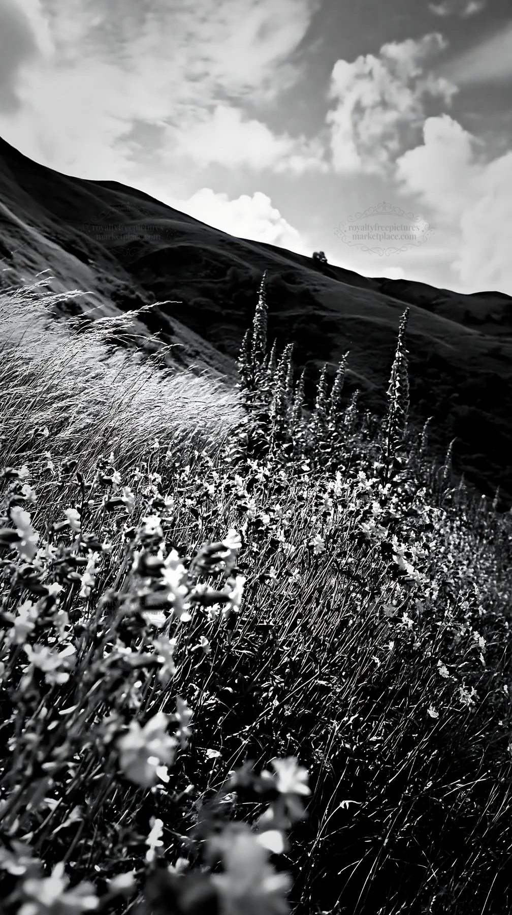 Meadow filled with campion flowers under cloudy sky - AI-generated stock image