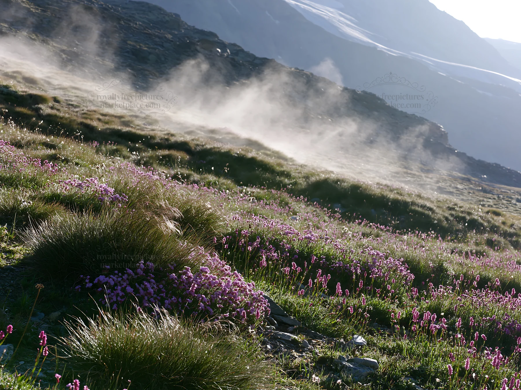 Wildflower meadow near Matterhorn with dust and sunlight - AI-generated stock image