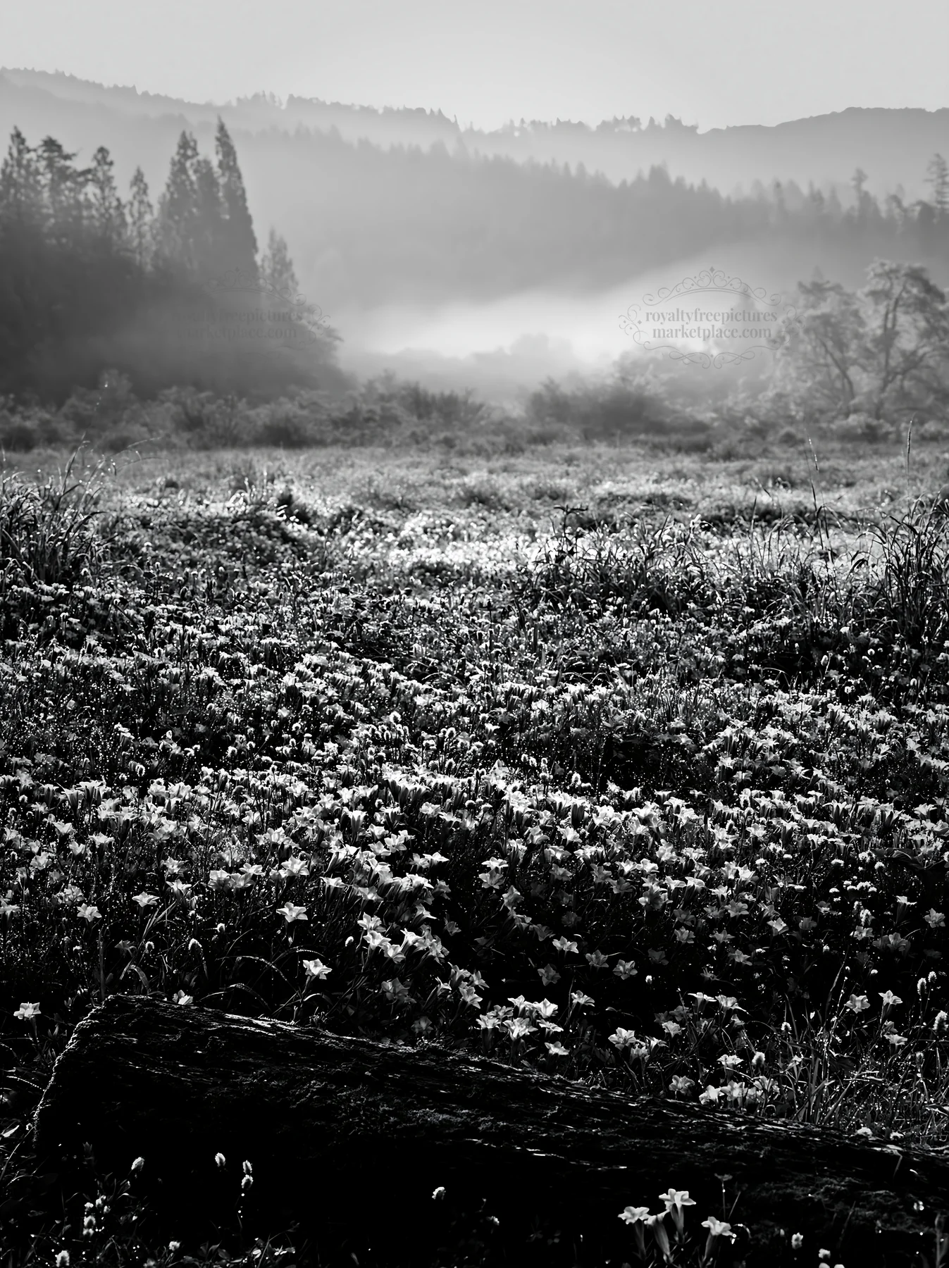 Black and white gifu low carbon meadow mossy log with wildflowers in the morning - AI-generated stock image