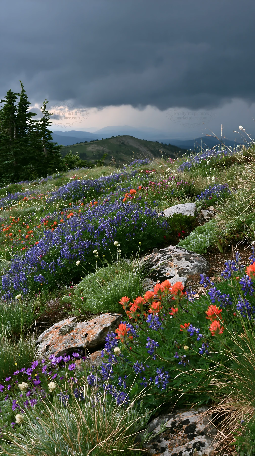 Colorful flowers in a climate-resilient meadow under dark clouds - AI-generated stock image