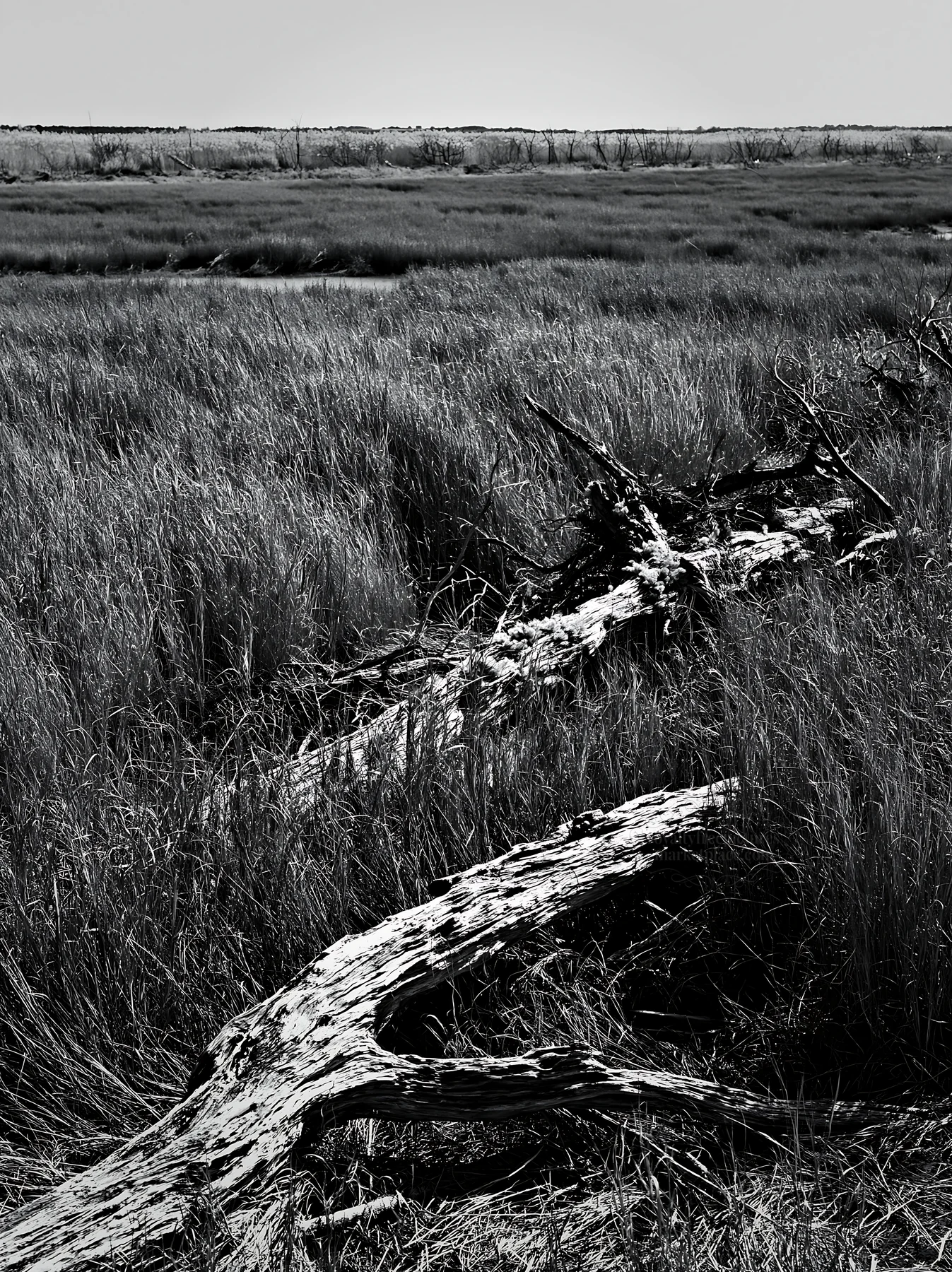 Chiba coastal climate meadow with driftwood in the foreground - AI-generated stock image