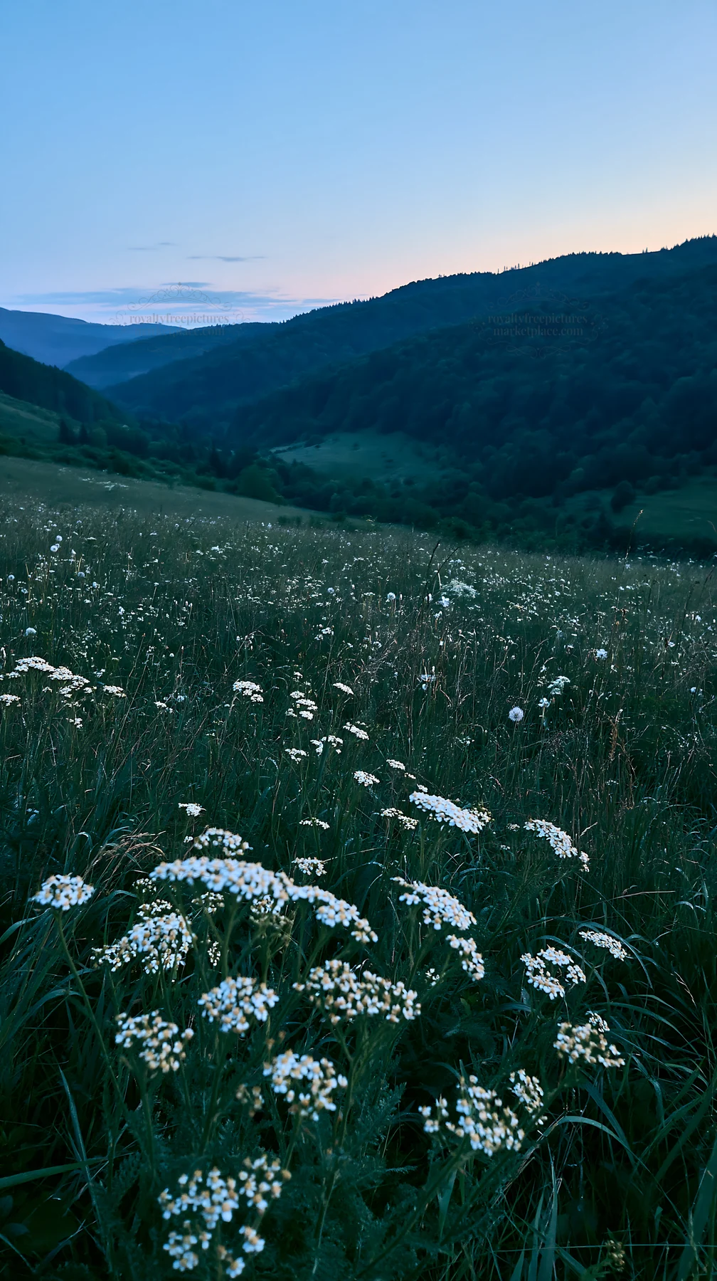 Slovak meadow across Carpathian valley at dusk - AI-generated stock image