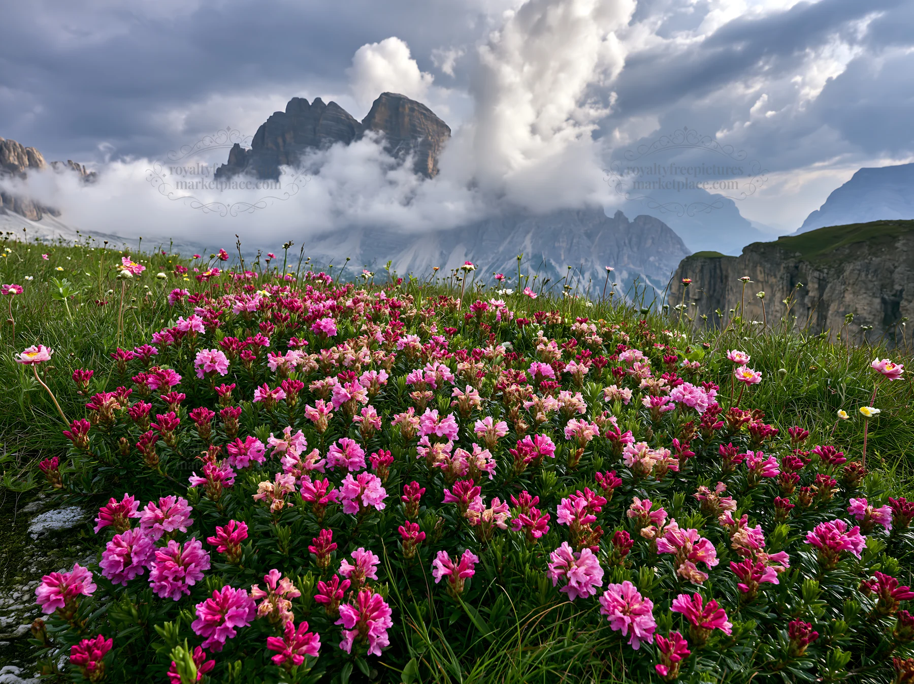 Clifftop meadow with colorful flowers and mountains in background - AI-generated stock image