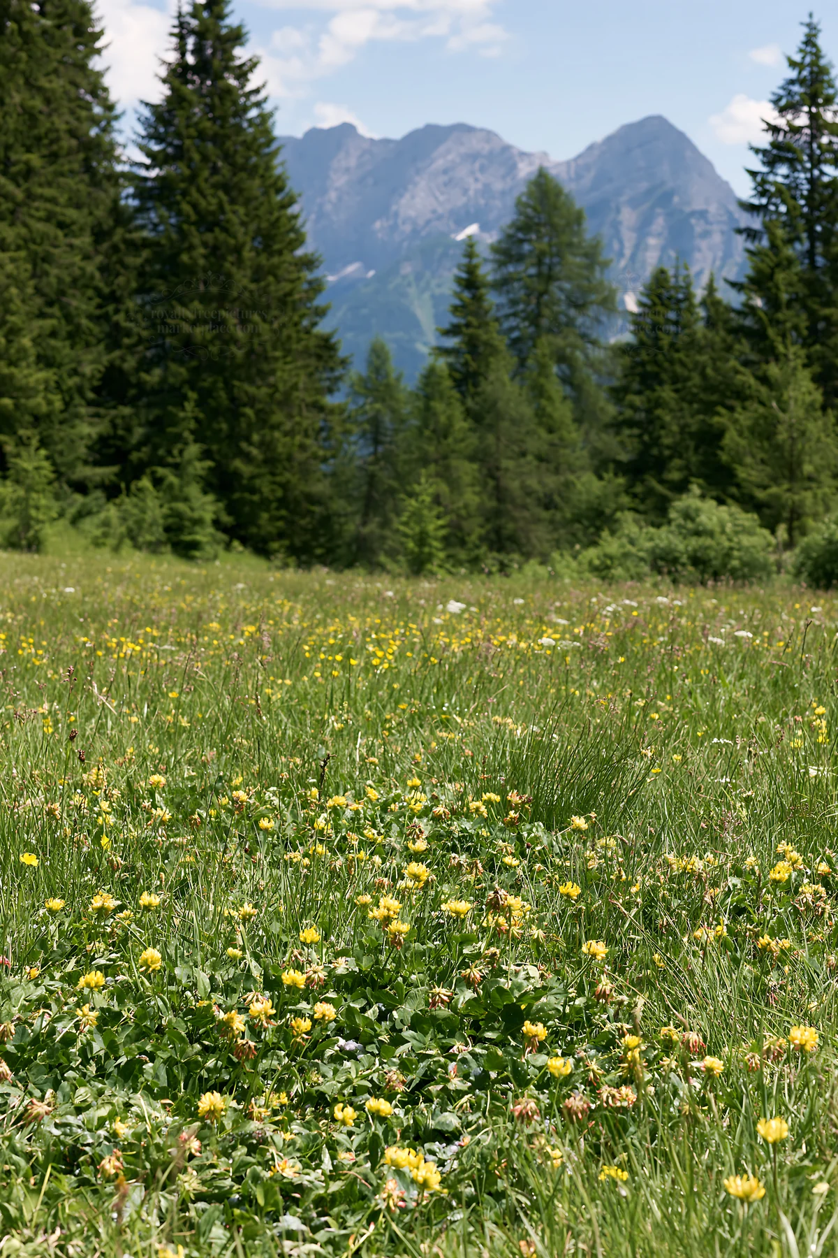 Pine forest meadow filled with yellow flowers and mountains - AI-generated stock image