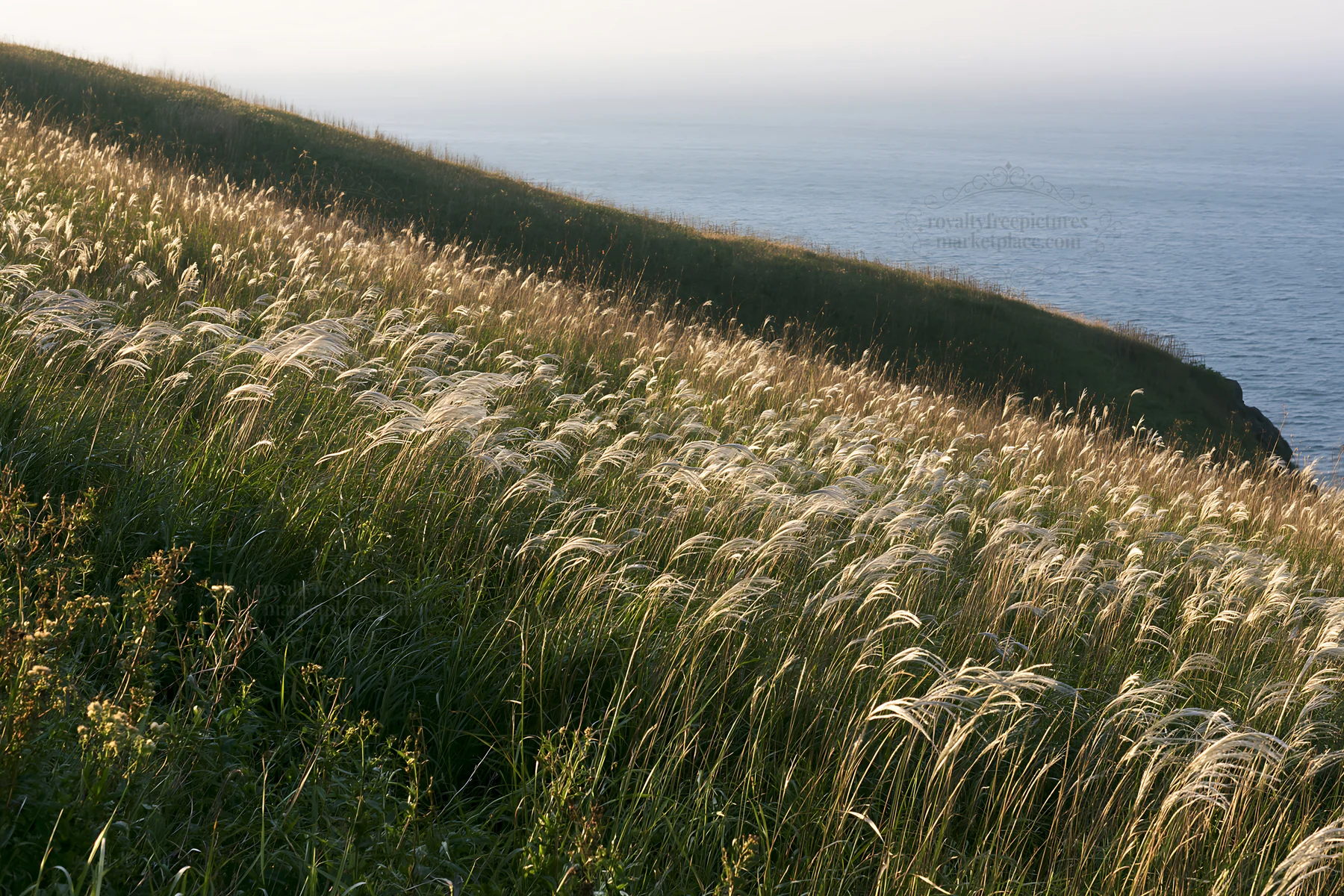 Climate-resilient Hokkaido silver grass meadow seedheads shine - AI-generated stock image