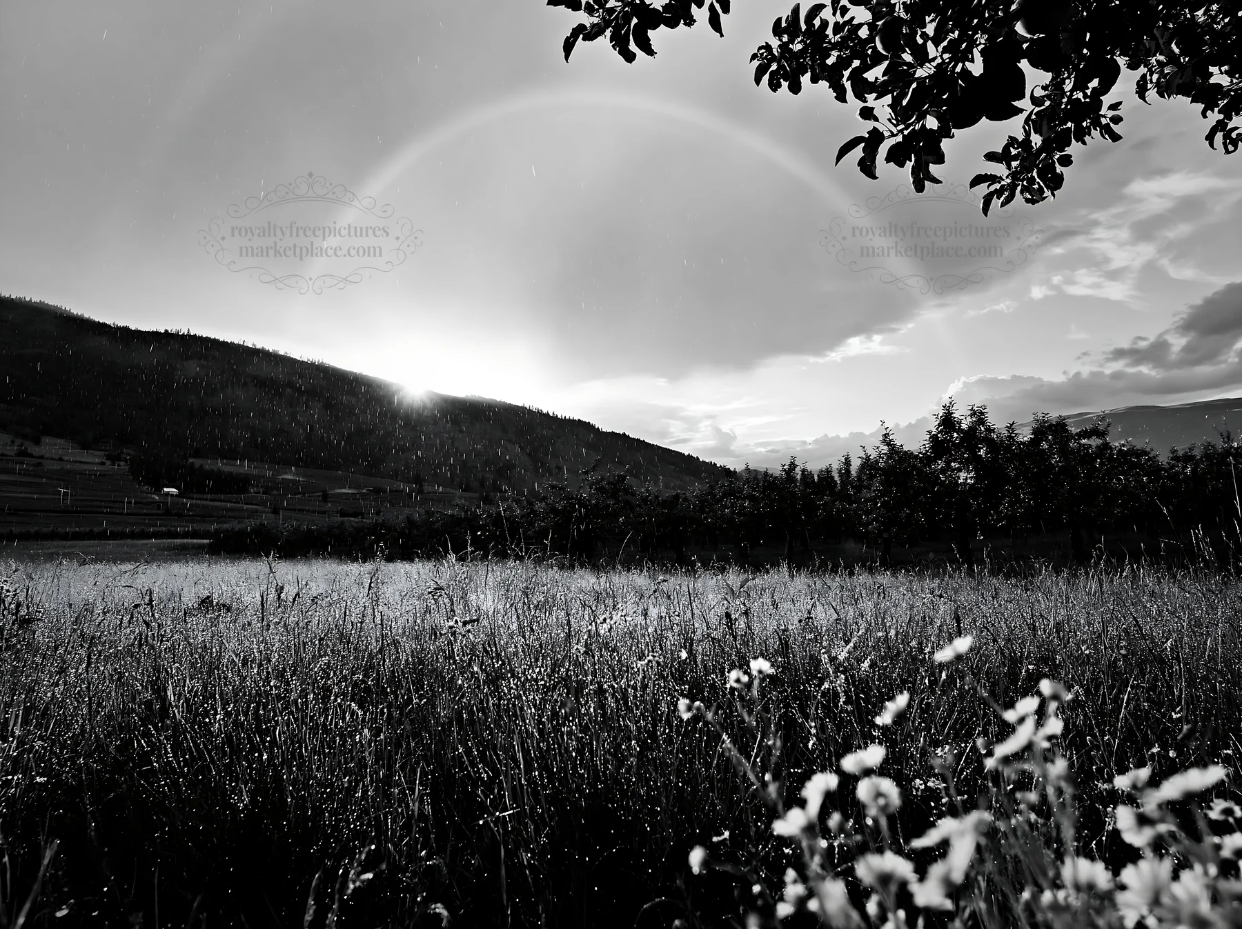 Sunset over valley apple meadow with rain and flowers - AI-generated stock image