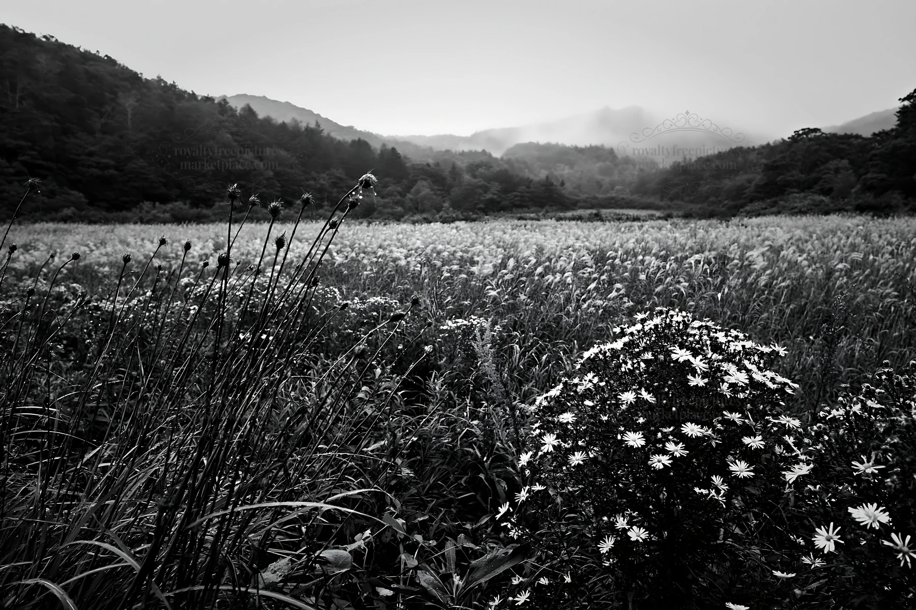 Black and white iwate rain refreshed meadow seedhead foreground - AI-generated stock image