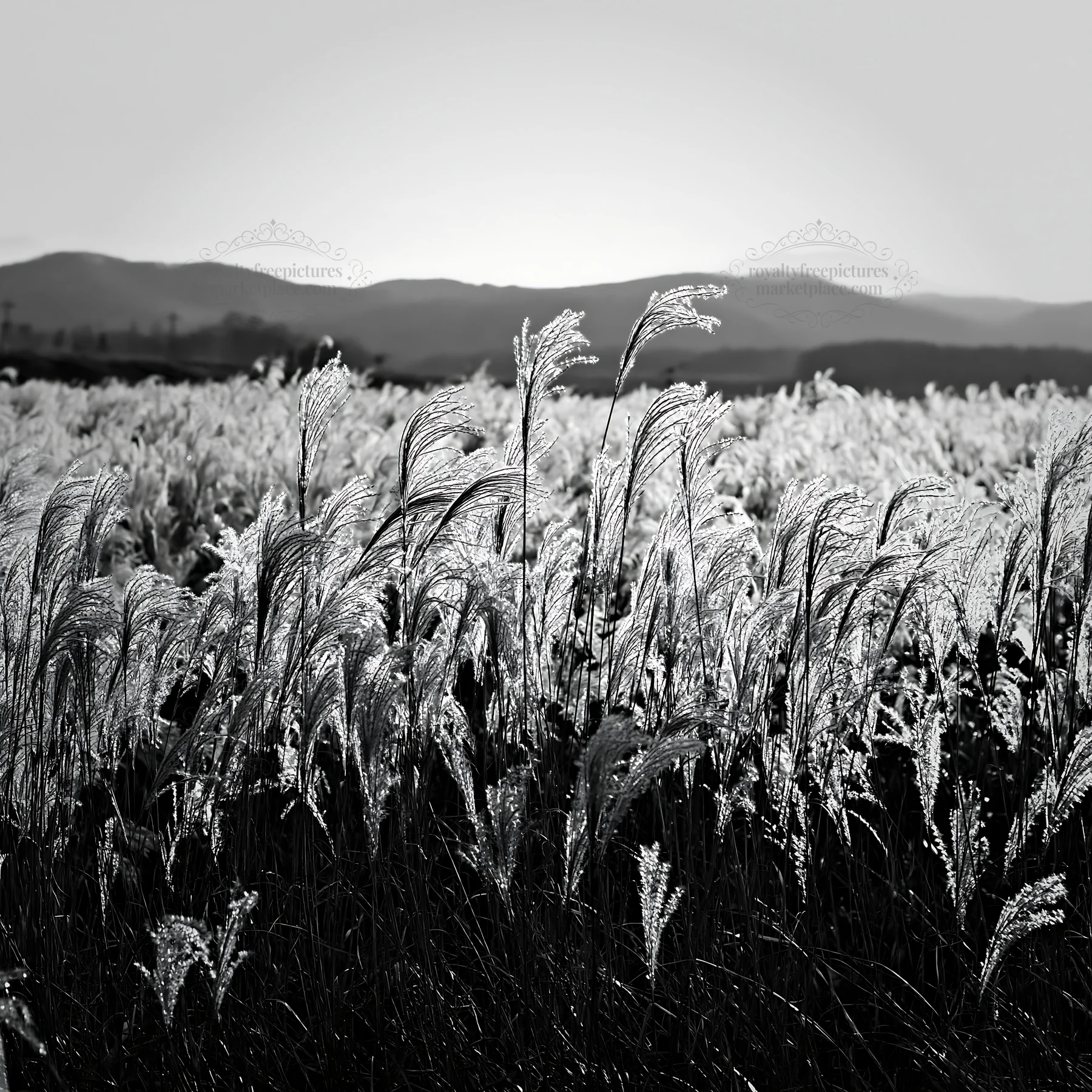 Black and white in Hokkaido, silver grass meadow seedheads stand tall under sunlight - AI-generated stock image