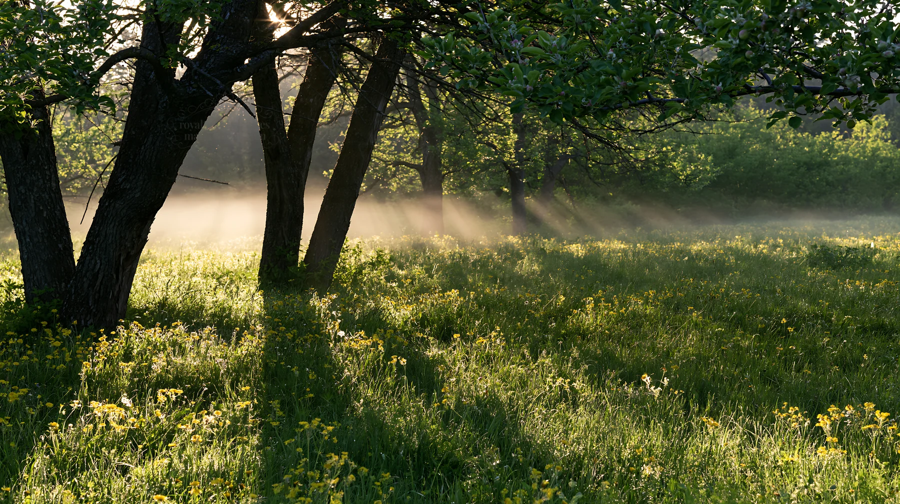 Dandelion meadow with trees in early morning light - AI-generated stock image