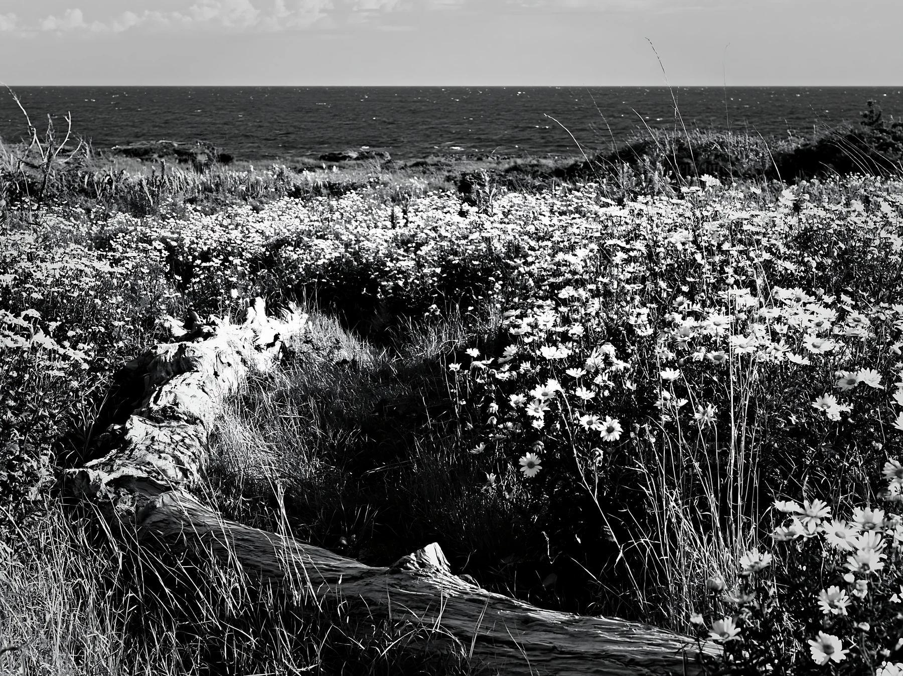 Black and white chiba coastal climate meadow with driftwood and flowers - AI-generated stock image