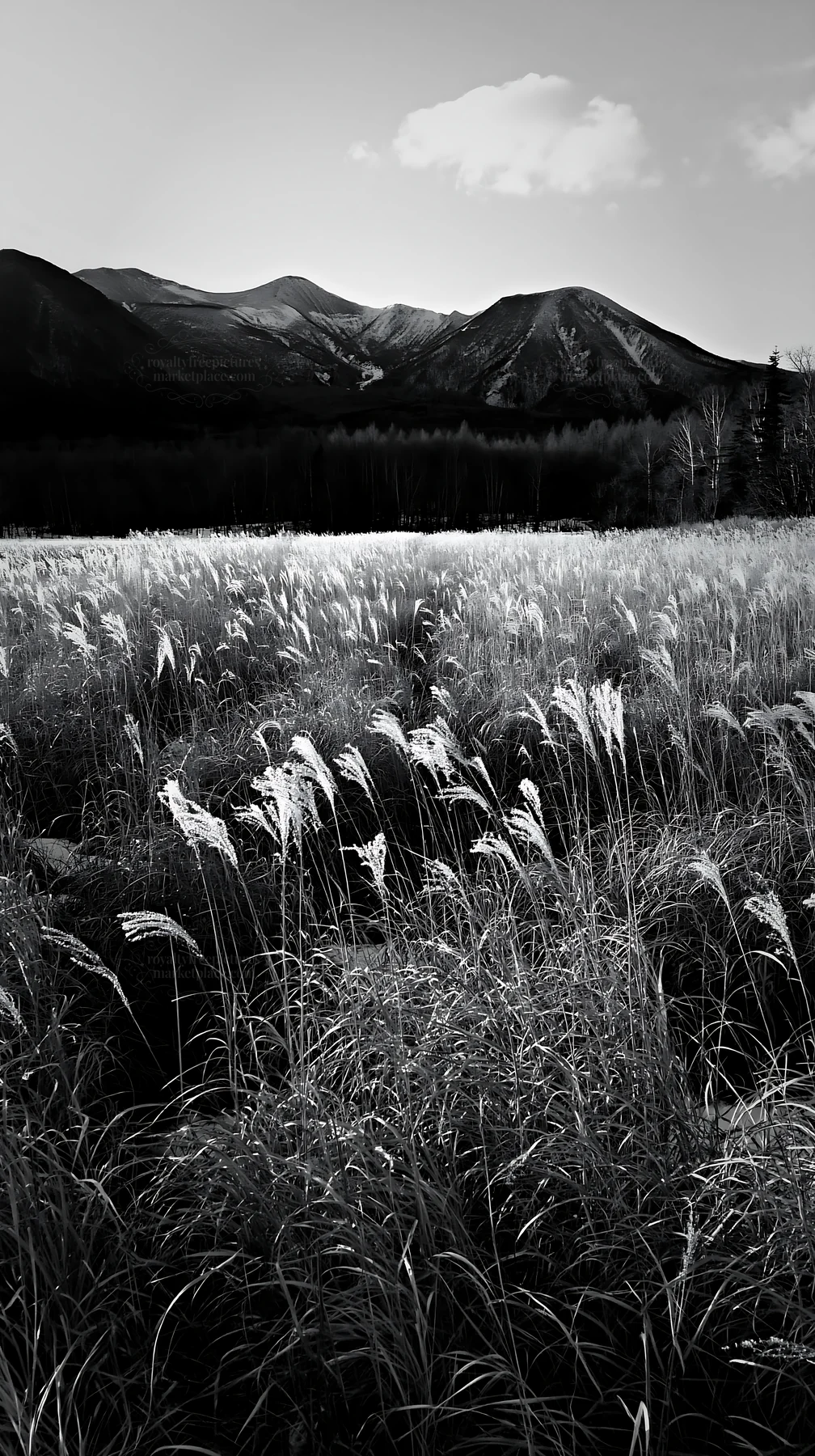 Hokkaido silver grass meadow with mountain backdrop - AI-generated stock image