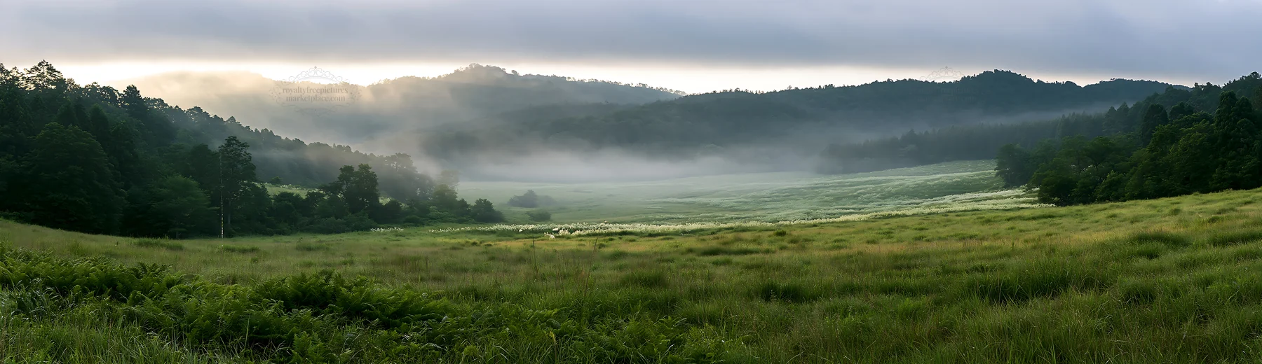 Nara summer meadow with fern foreground in morning light - AI-generated stock image