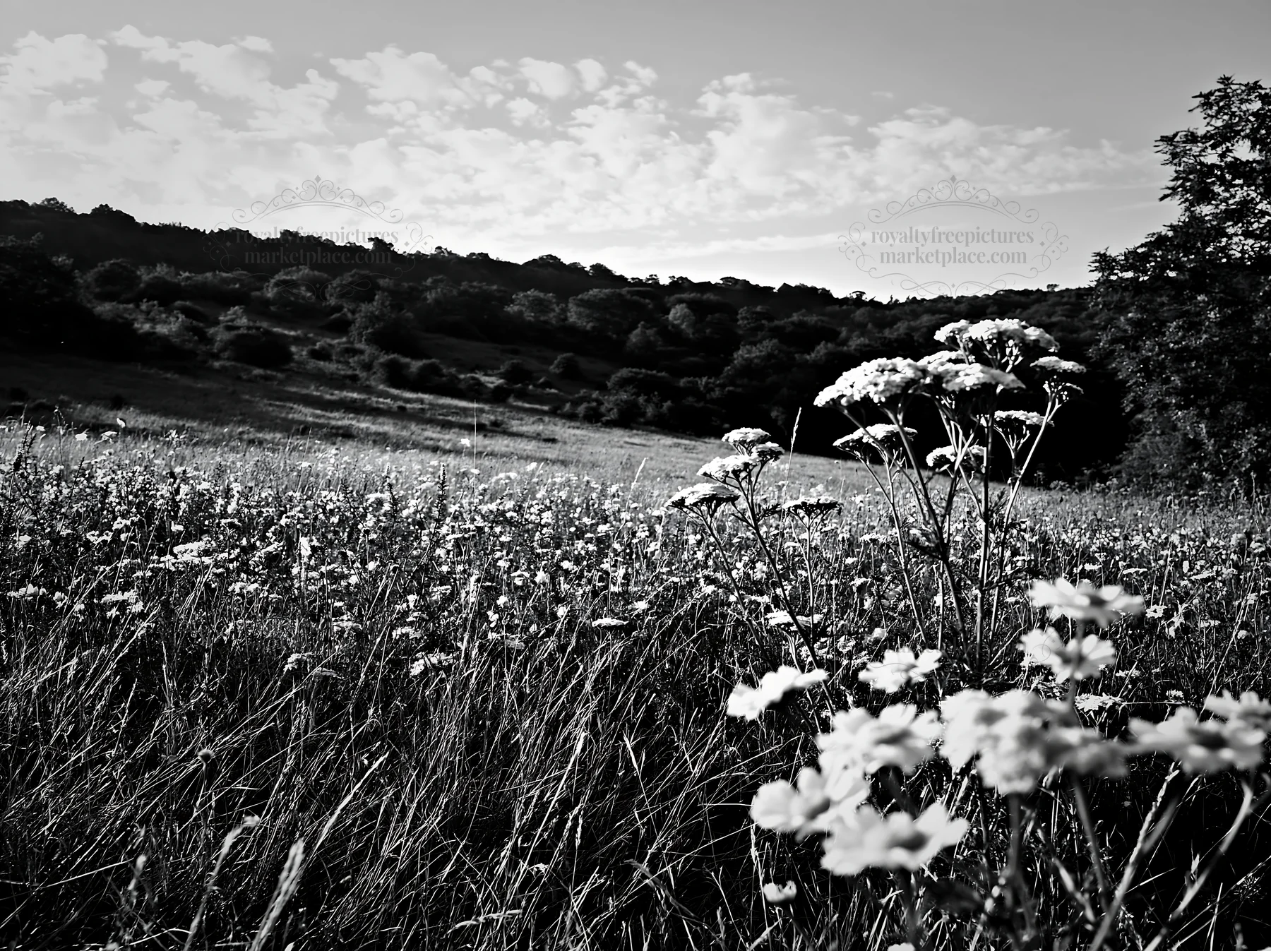 Sunny flowering limestone meadow in black and white - AI-generated stock image